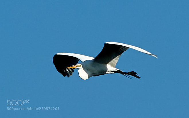 Canon EOS-1D X Mark II sample photo. 03-24-18-0009045.jpg photography