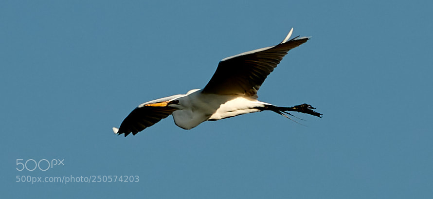 Canon EOS-1D X Mark II sample photo. 03-24-18-0009044.jpg photography
