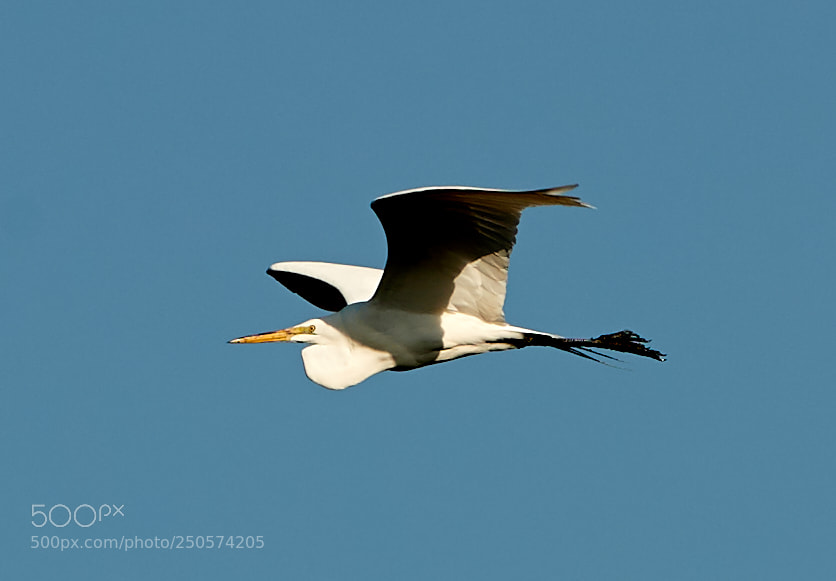 Canon EOS-1D X Mark II sample photo. 03-24-18-0009043.jpg photography