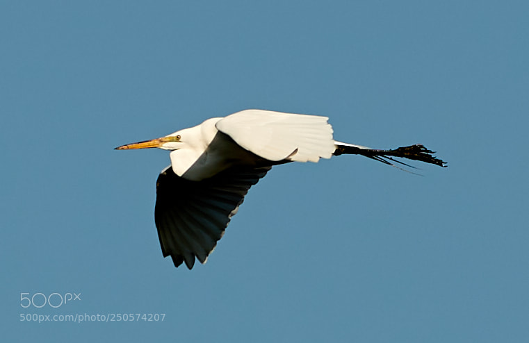 Canon EOS-1D X Mark II sample photo. 03-24-18-0009042.jpg photography