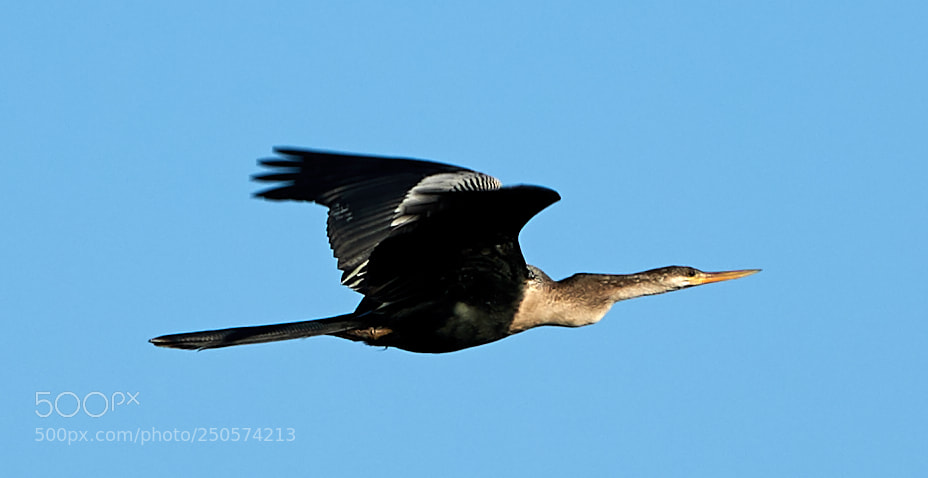 Canon EOS-1D X Mark II sample photo. 03-24-18-0009089.jpg photography
