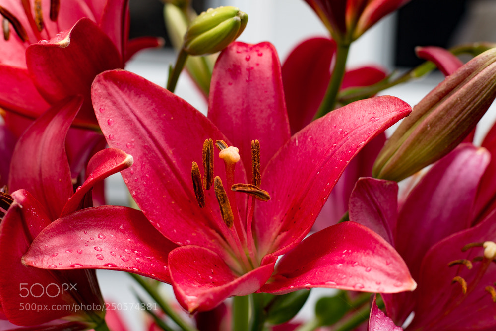 Canon EOS 70D sample photo. Blooms photography