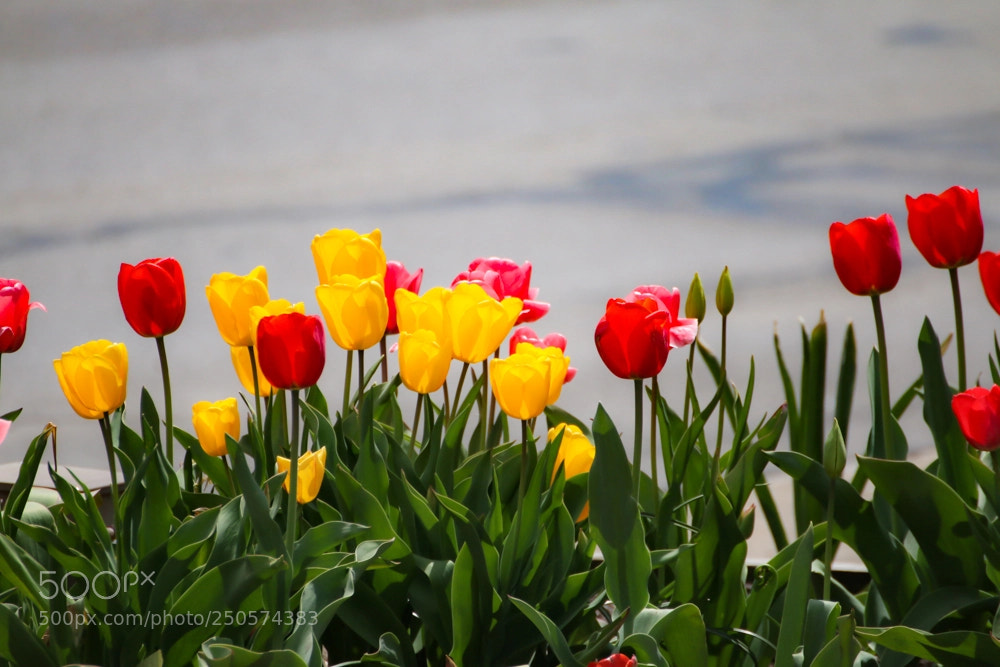 Canon EOS 70D sample photo. Blooms photography