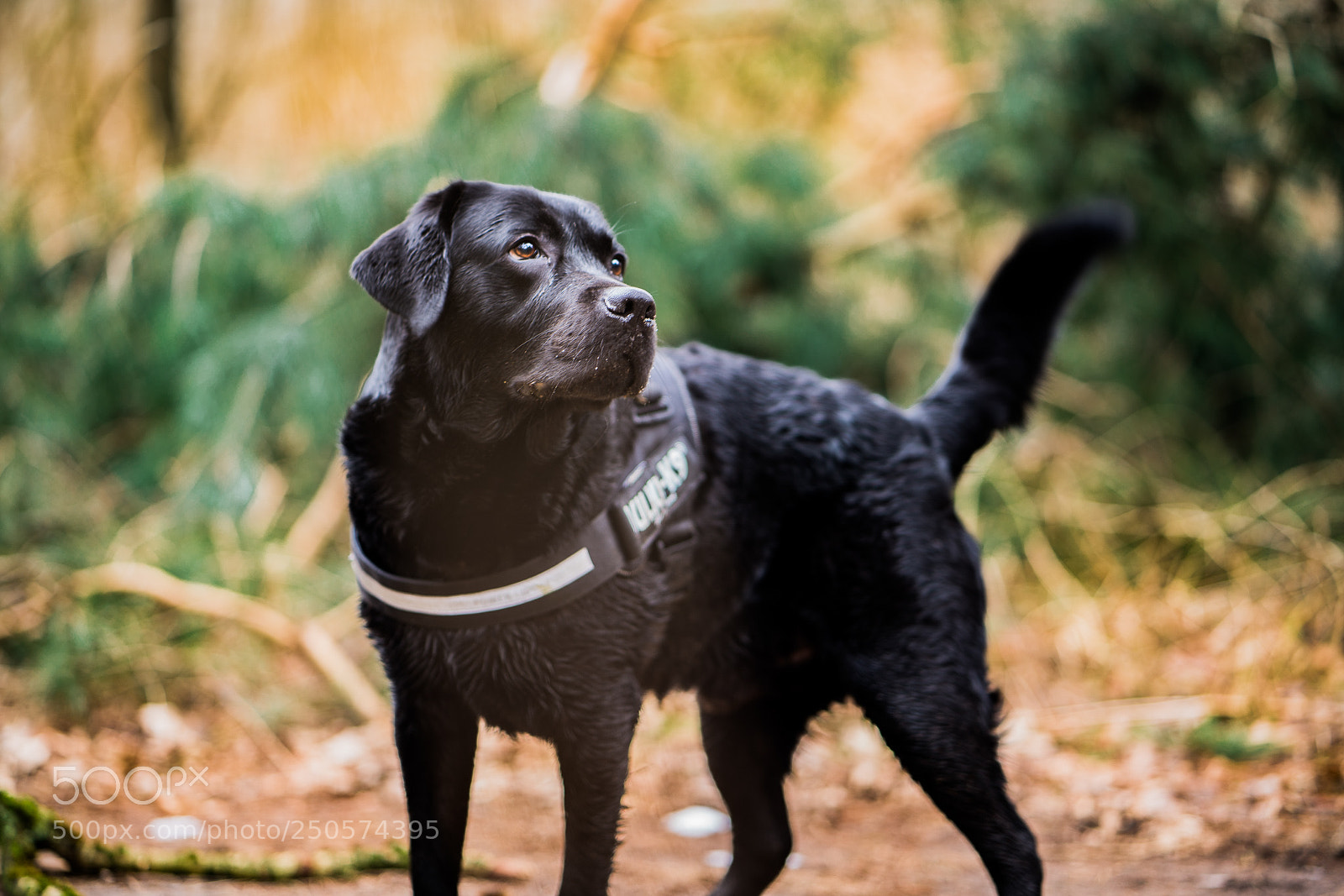 Sony a7R III sample photo. Hej photography