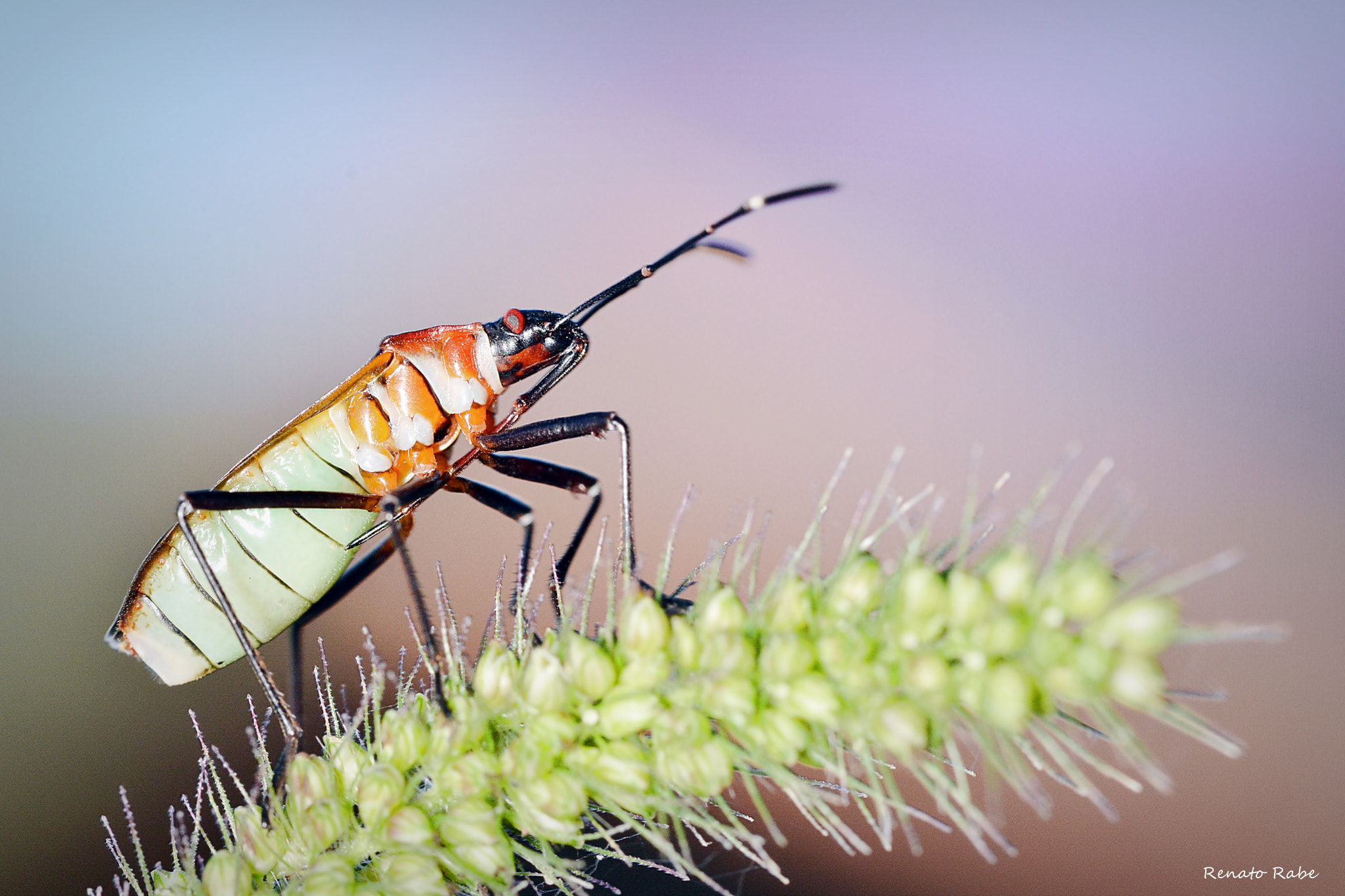 Nikon D5200 + Sigma 105mm F2.8 EX DG OS HSM sample photo