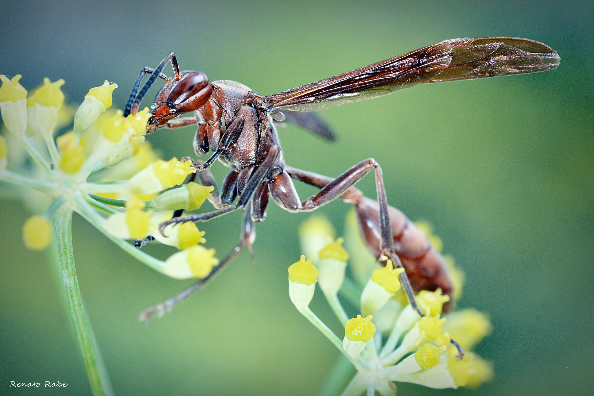 Nikon D5200 + Sigma 105mm F2.8 EX DG OS HSM sample photo