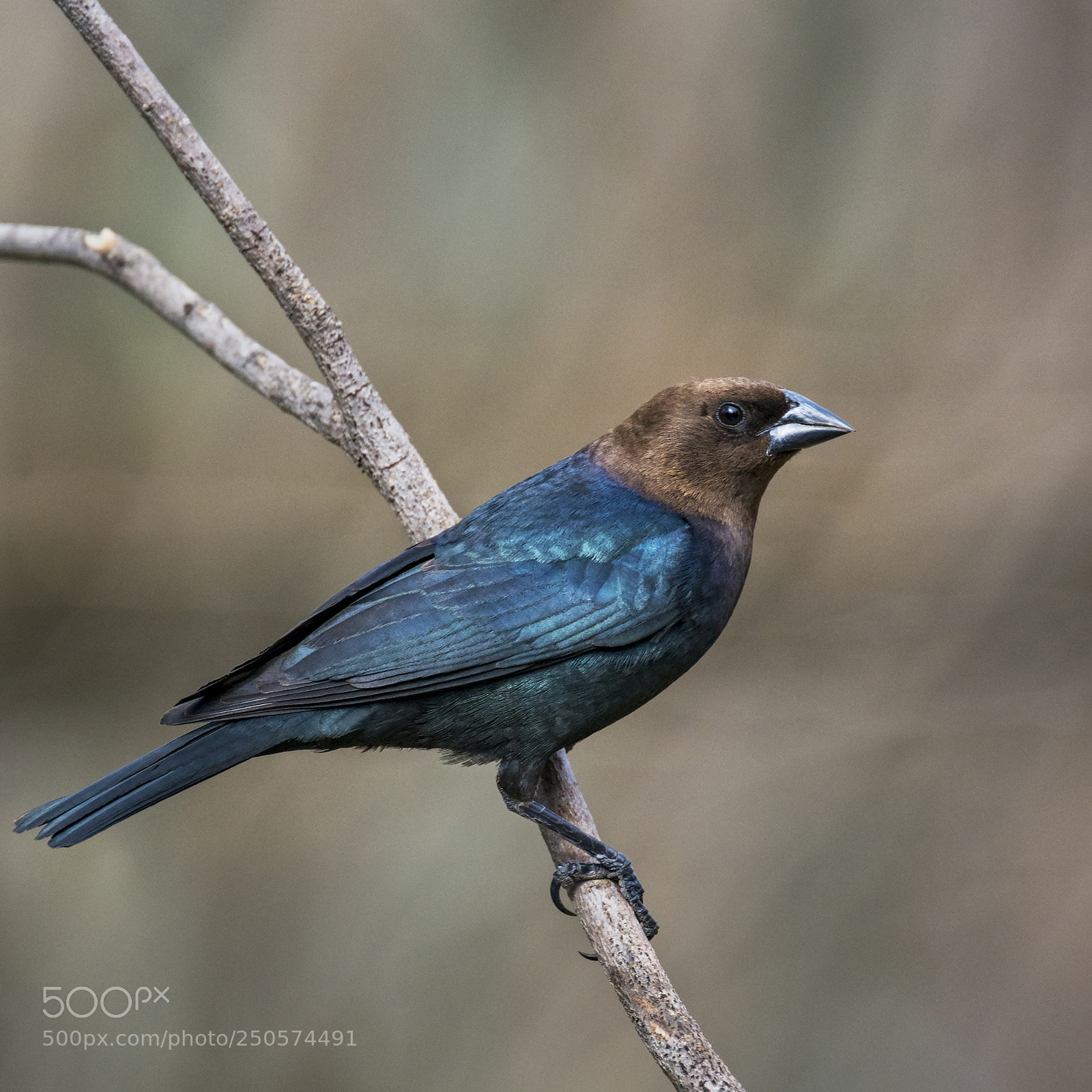 Nikon D7100 sample photo. Male brown-headed cowbird photography