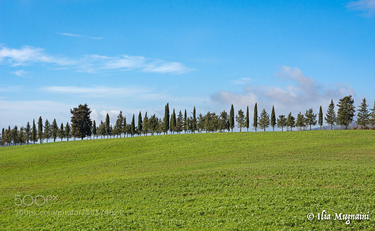 Nikon D7200 sample photo. Minimal trees photography