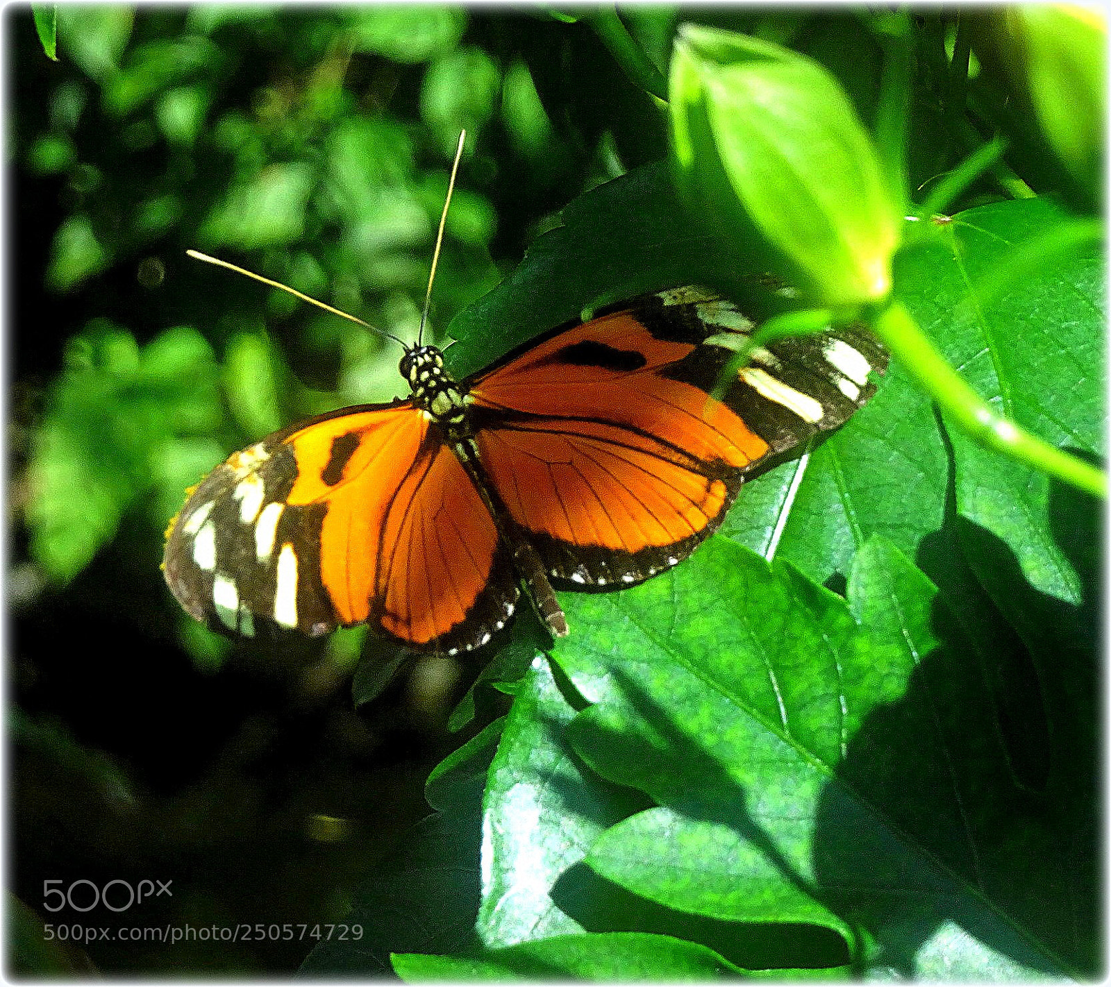 Sony Cyber-shot DSC-HX80 sample photo. "orange" photography