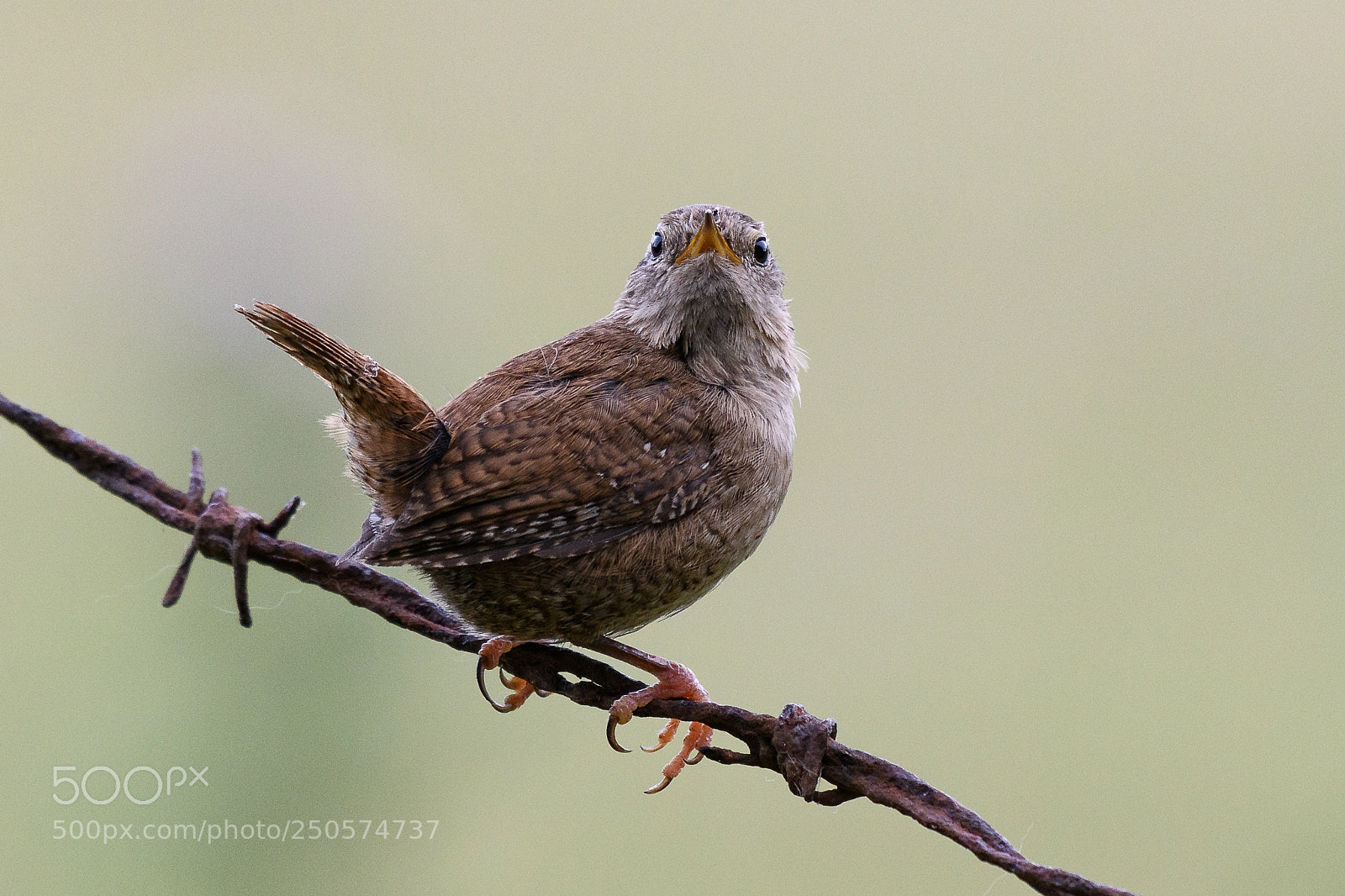 Nikon D500 sample photo. Wren on a wire photography