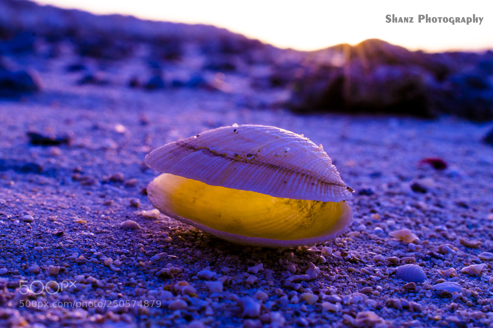 Nikon D5300 sample photo. Shell photography