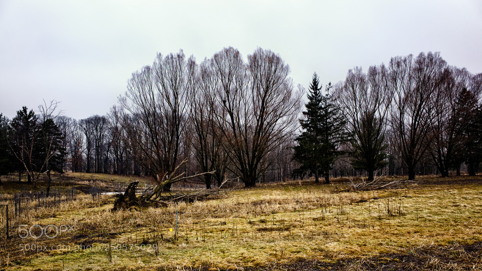 Ricoh GR sample photo. Acacia (color) photography