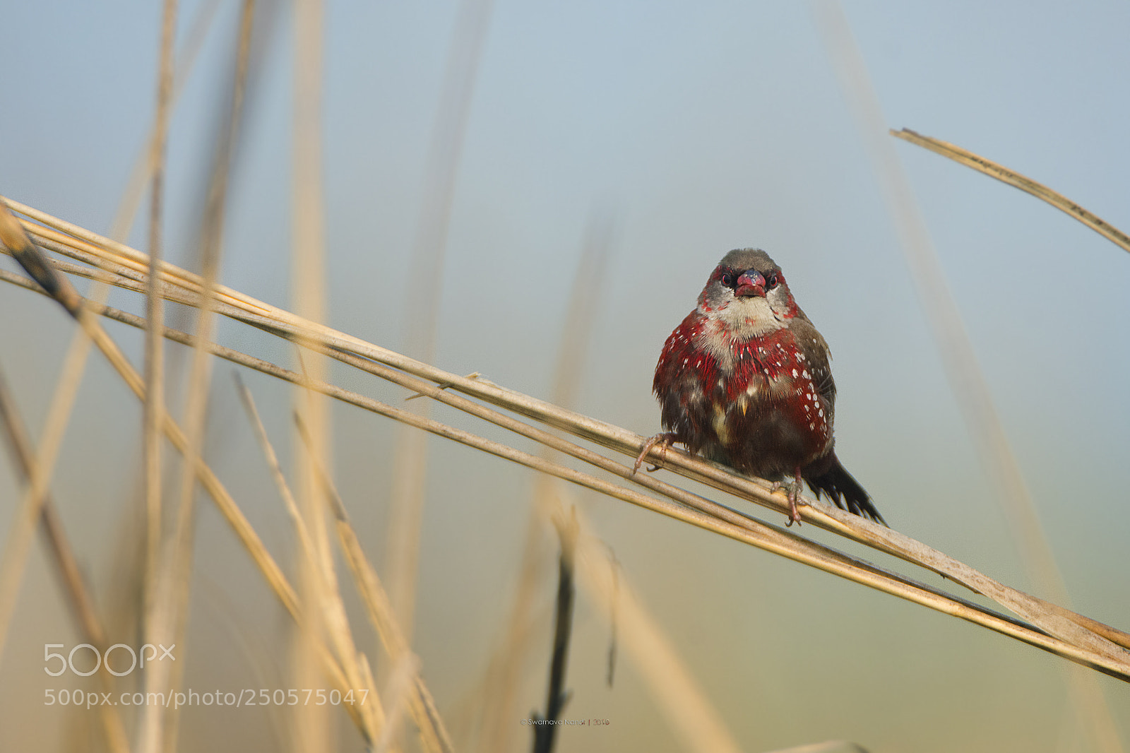 Nikon D7200 sample photo. Red avadavat photography
