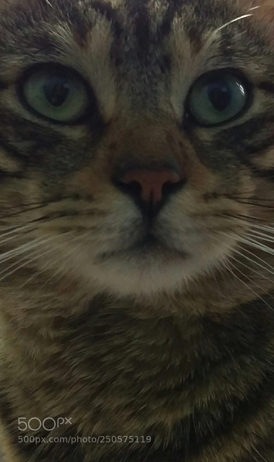HTC ONE M9 sample photo. Cat photography