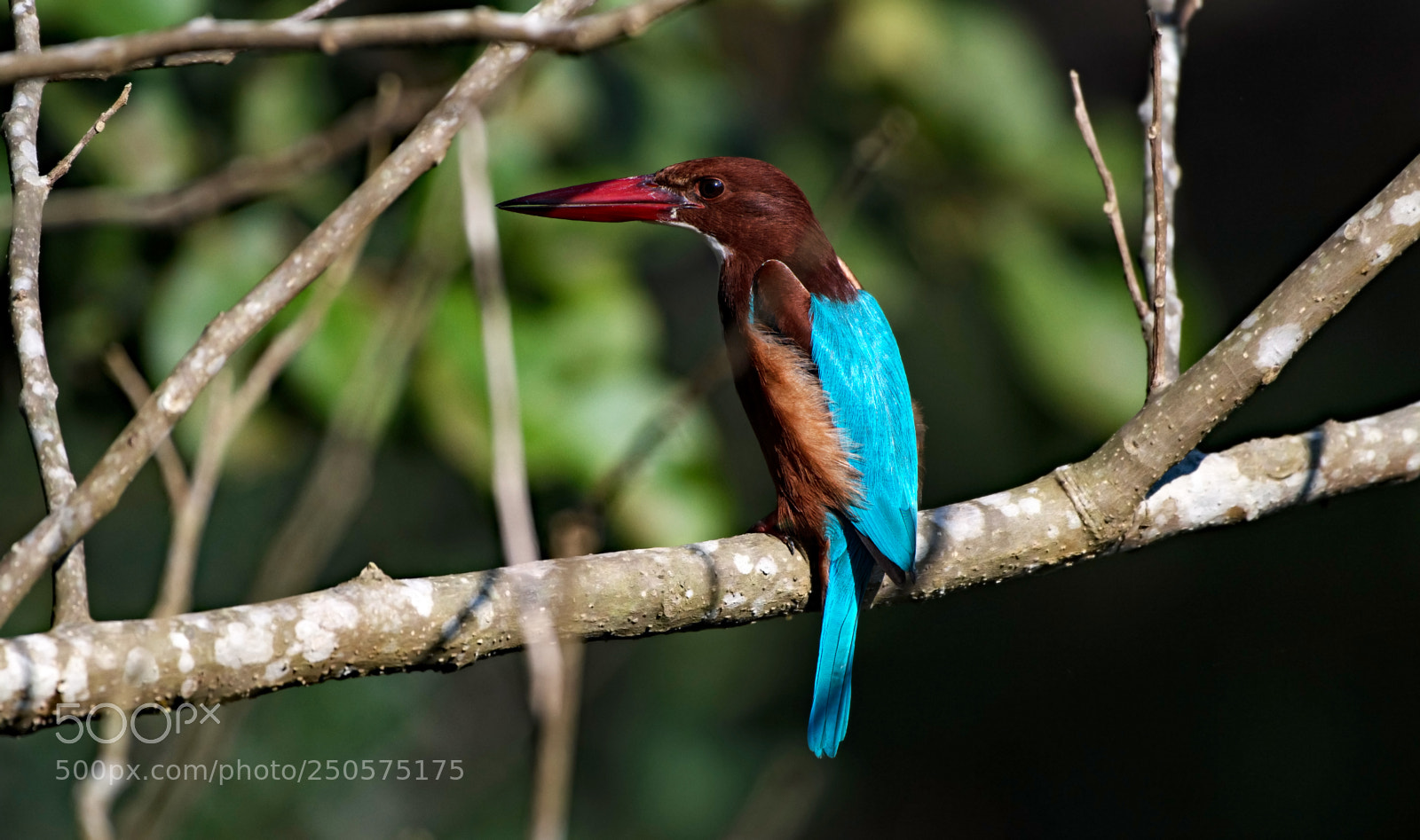Nikon D500 sample photo. Kingfisher photography