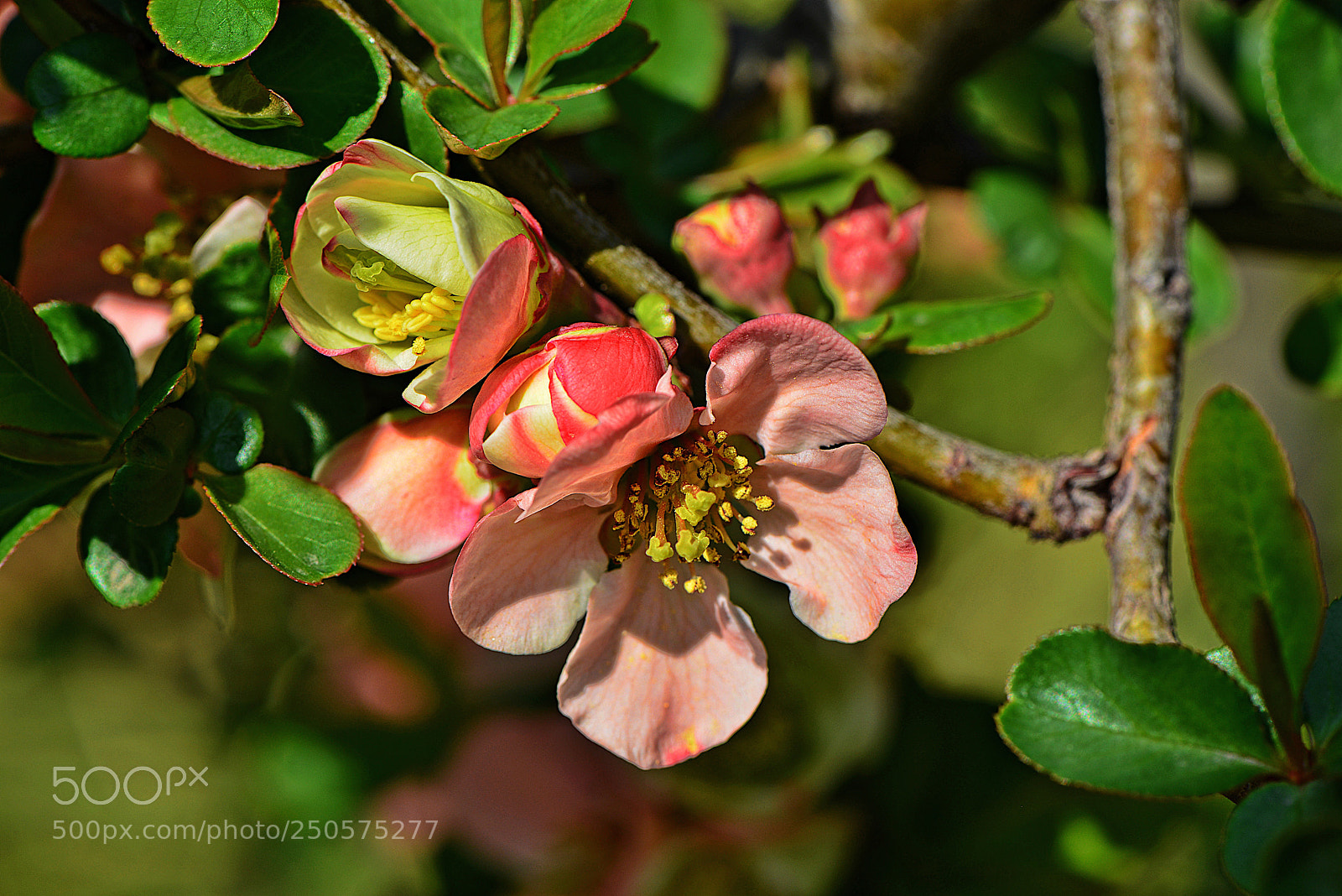 Nikon D800 sample photo. Untitled photography