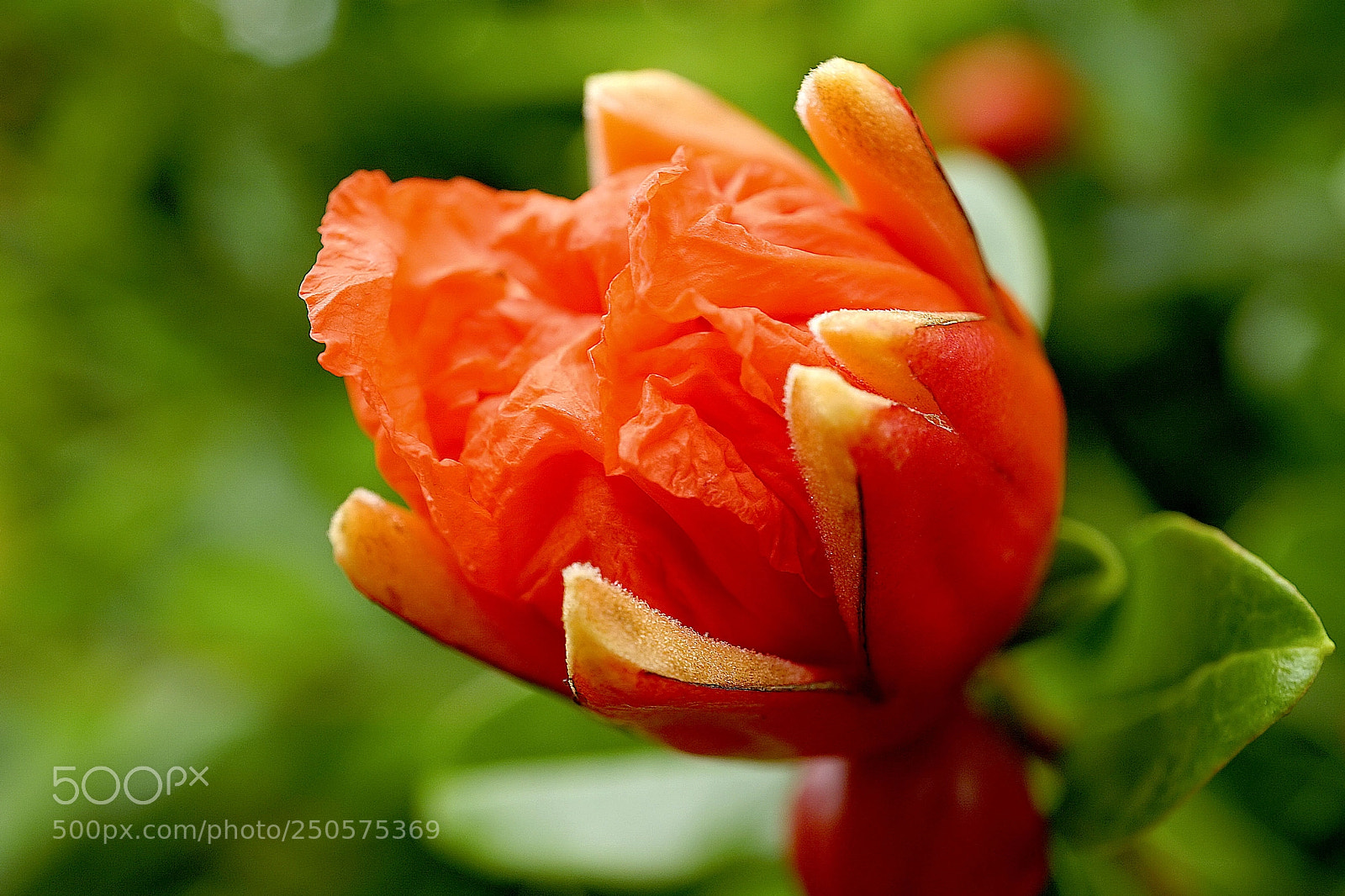 Sony a7 sample photo. Red photography