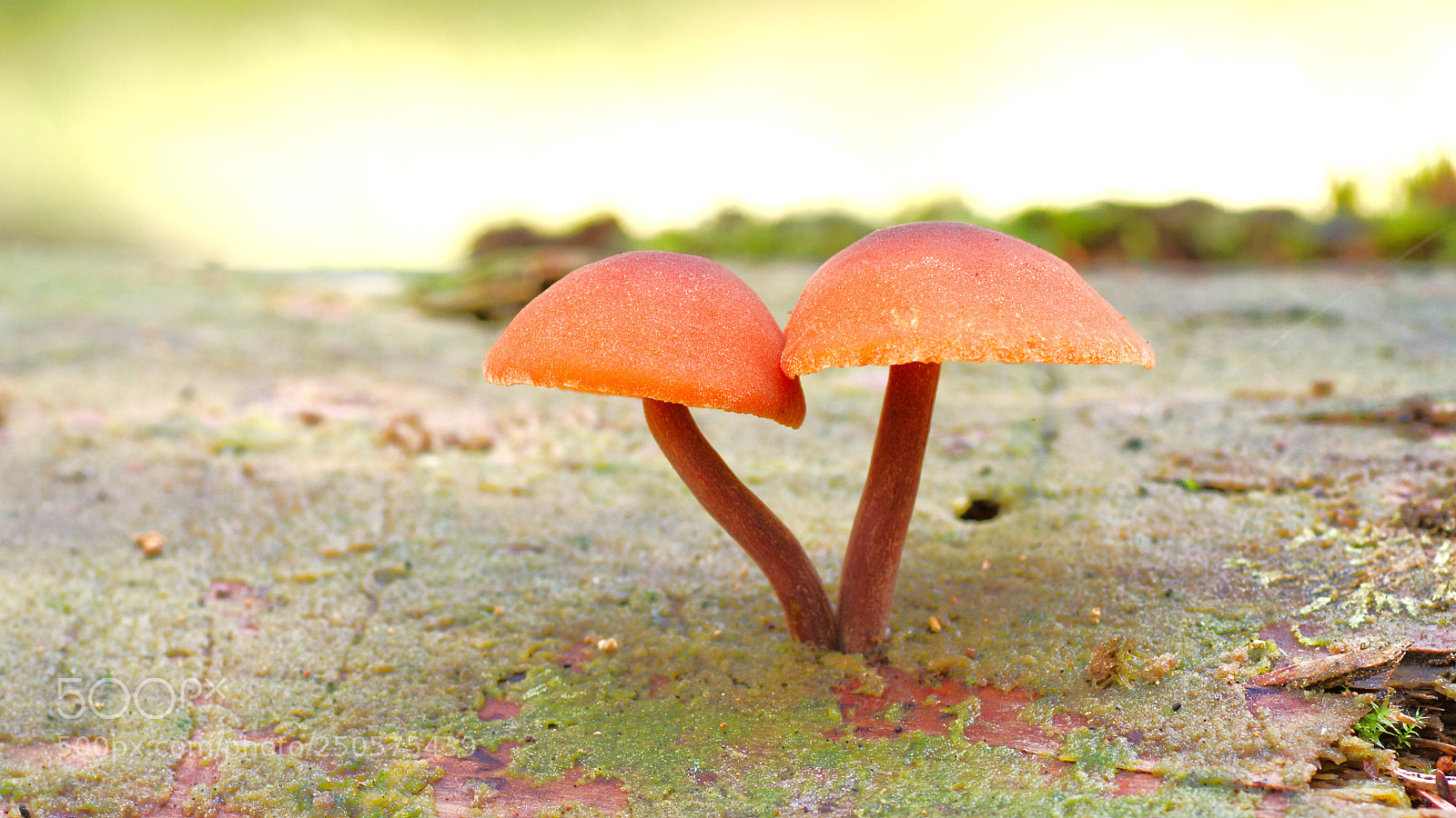 Canon EOS 7D sample photo. Small mushrooms photography