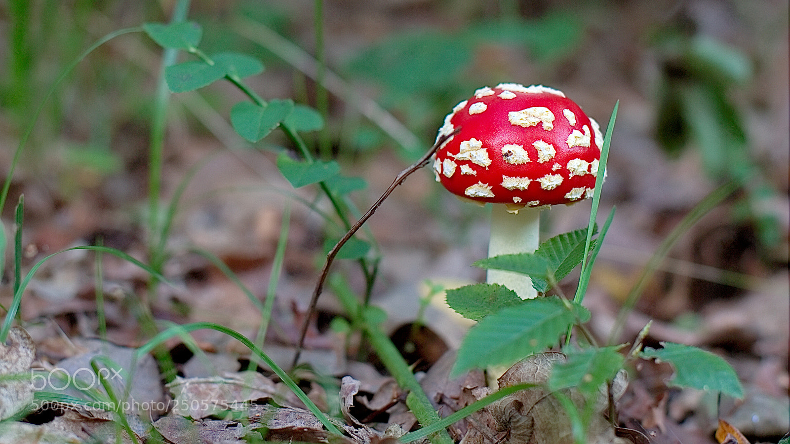 Canon EOS 7D sample photo. Fly amanita photography