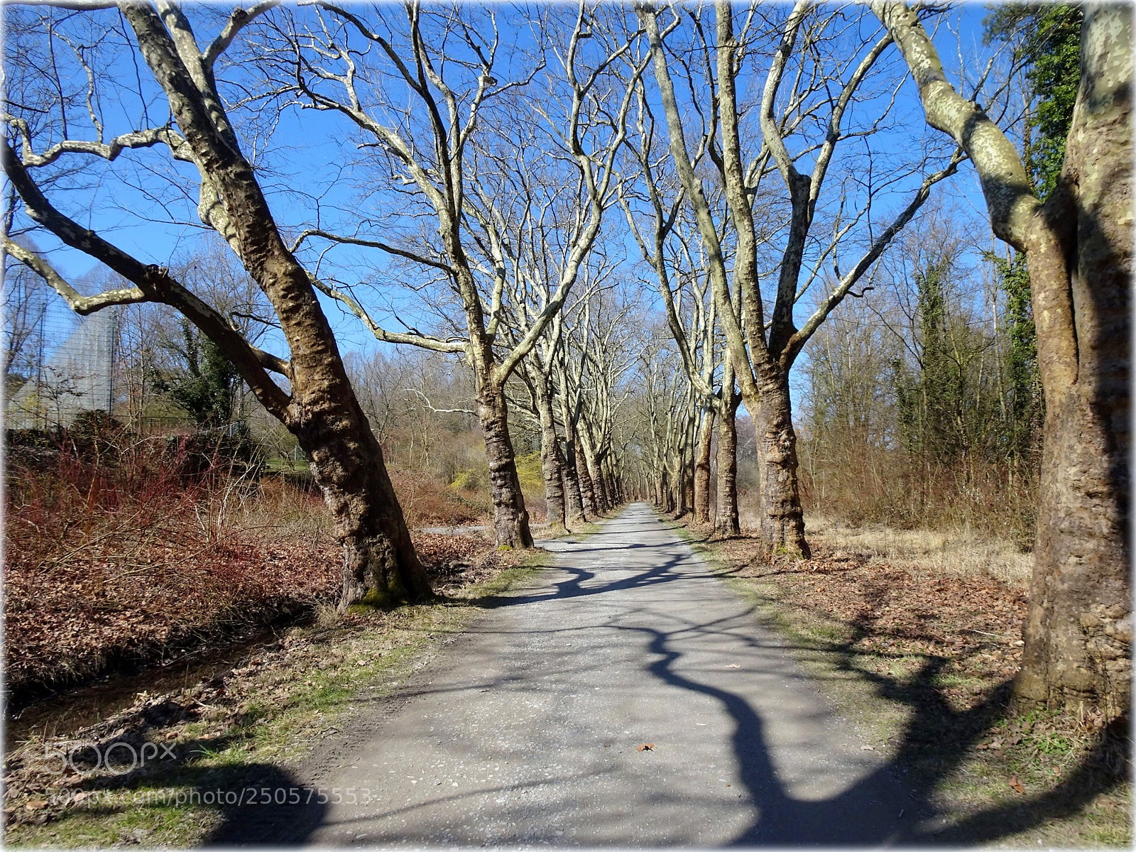 Sony Cyber-shot DSC-HX80 sample photo. "allee" photography