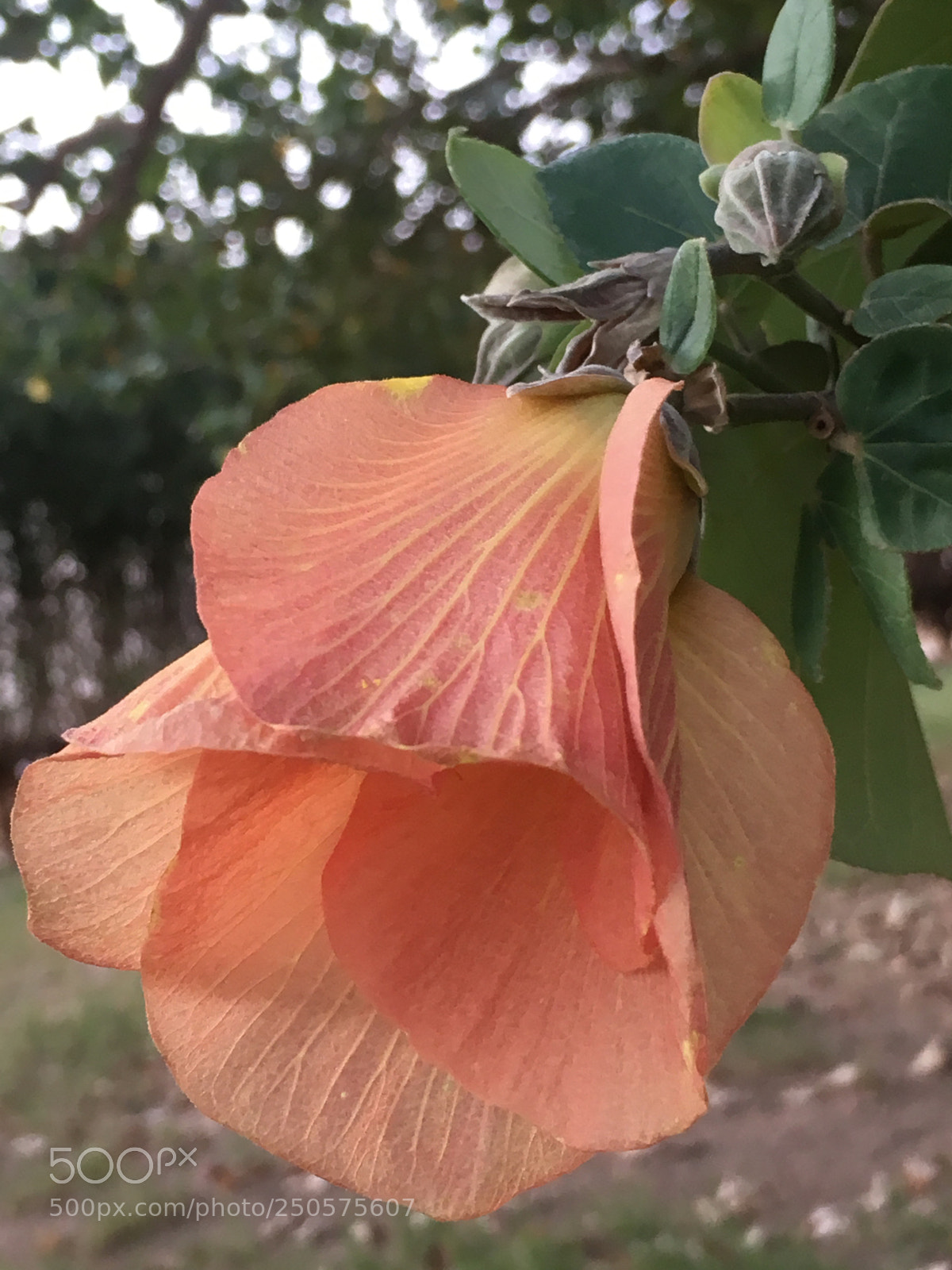 Apple iPhone 6s sample photo. Untitled photography