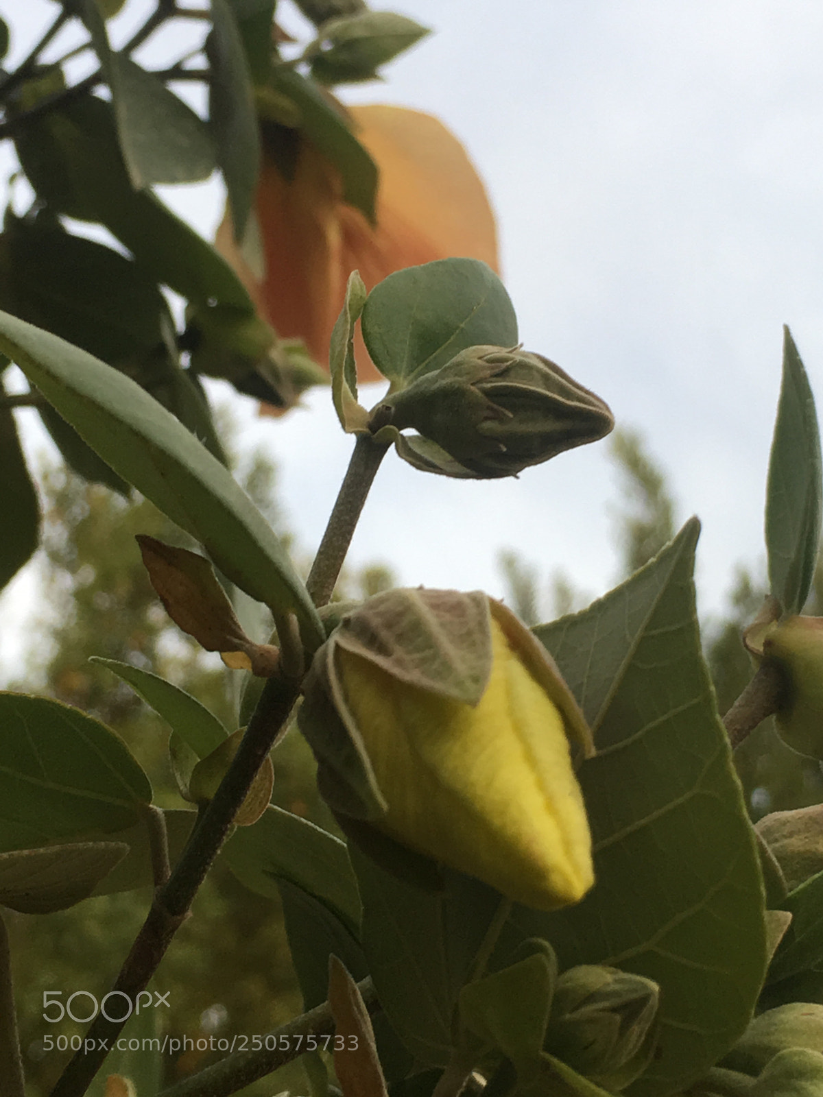 Apple iPhone 6s sample photo. Untitled photography