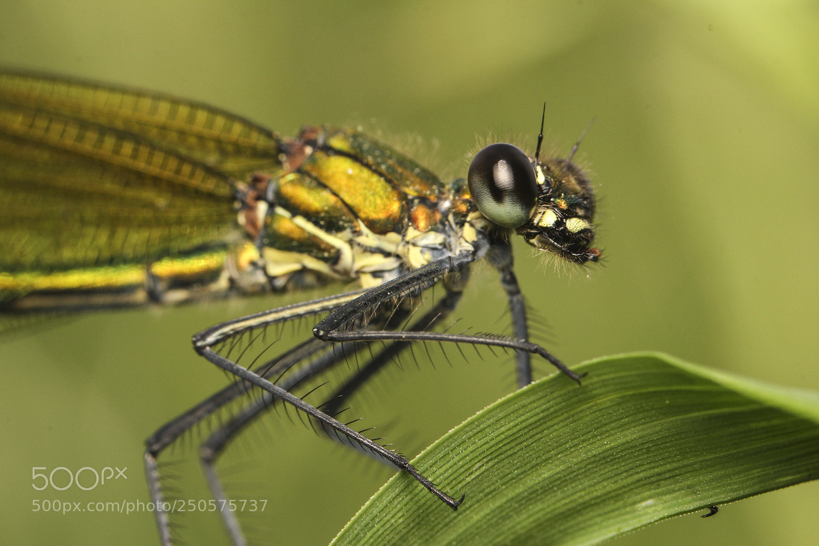 Canon EOS 60D sample photo. Eye to eye photography