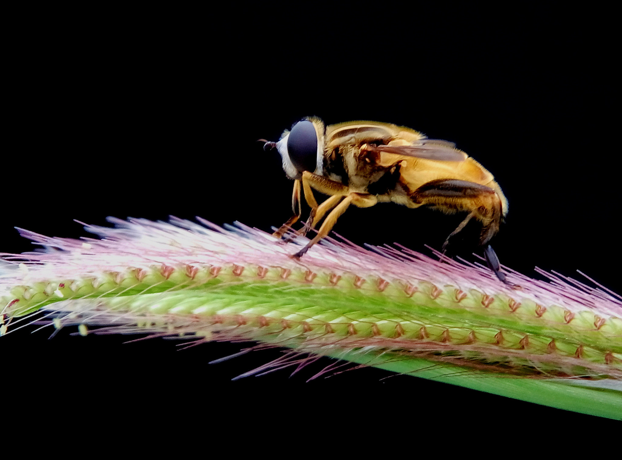 Meizu m2 sample photo. Hoverfly photography
