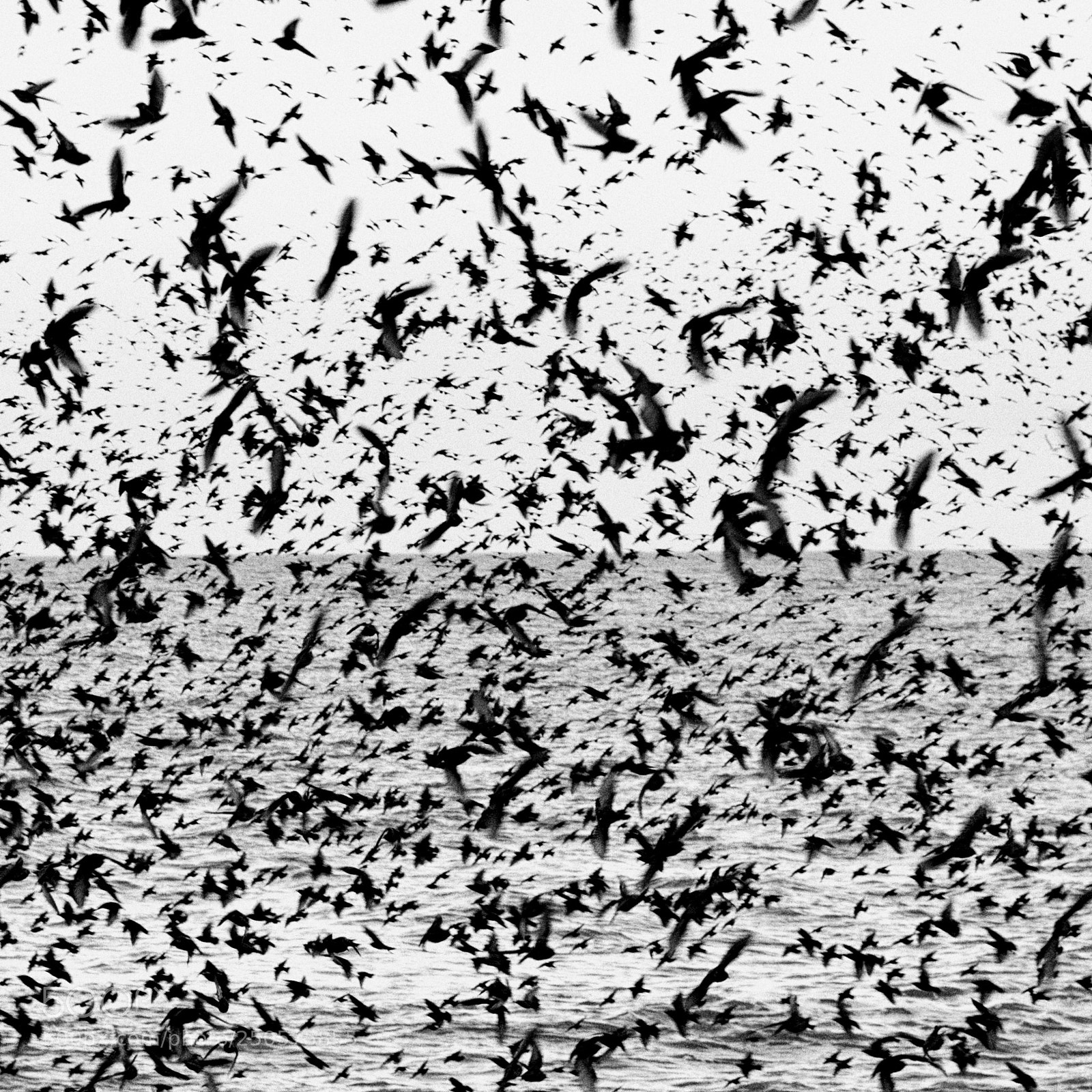 Fujifilm X-Pro1 sample photo. Starling cloud photography