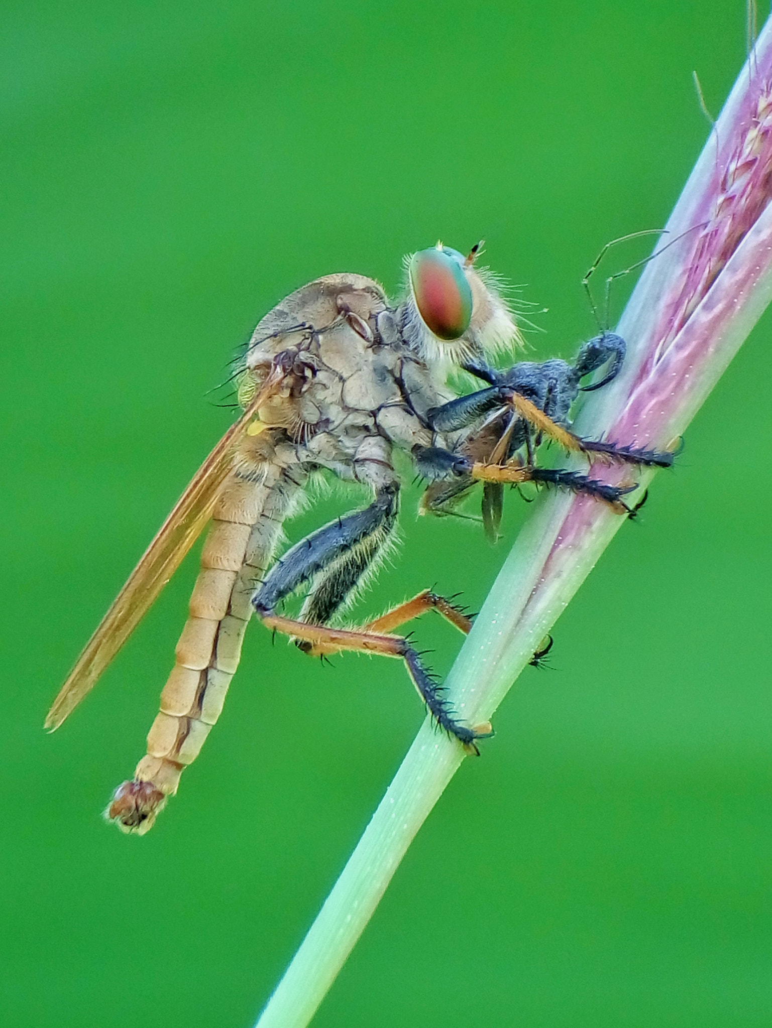 Meizu m2 sample photo. Robber fly photography