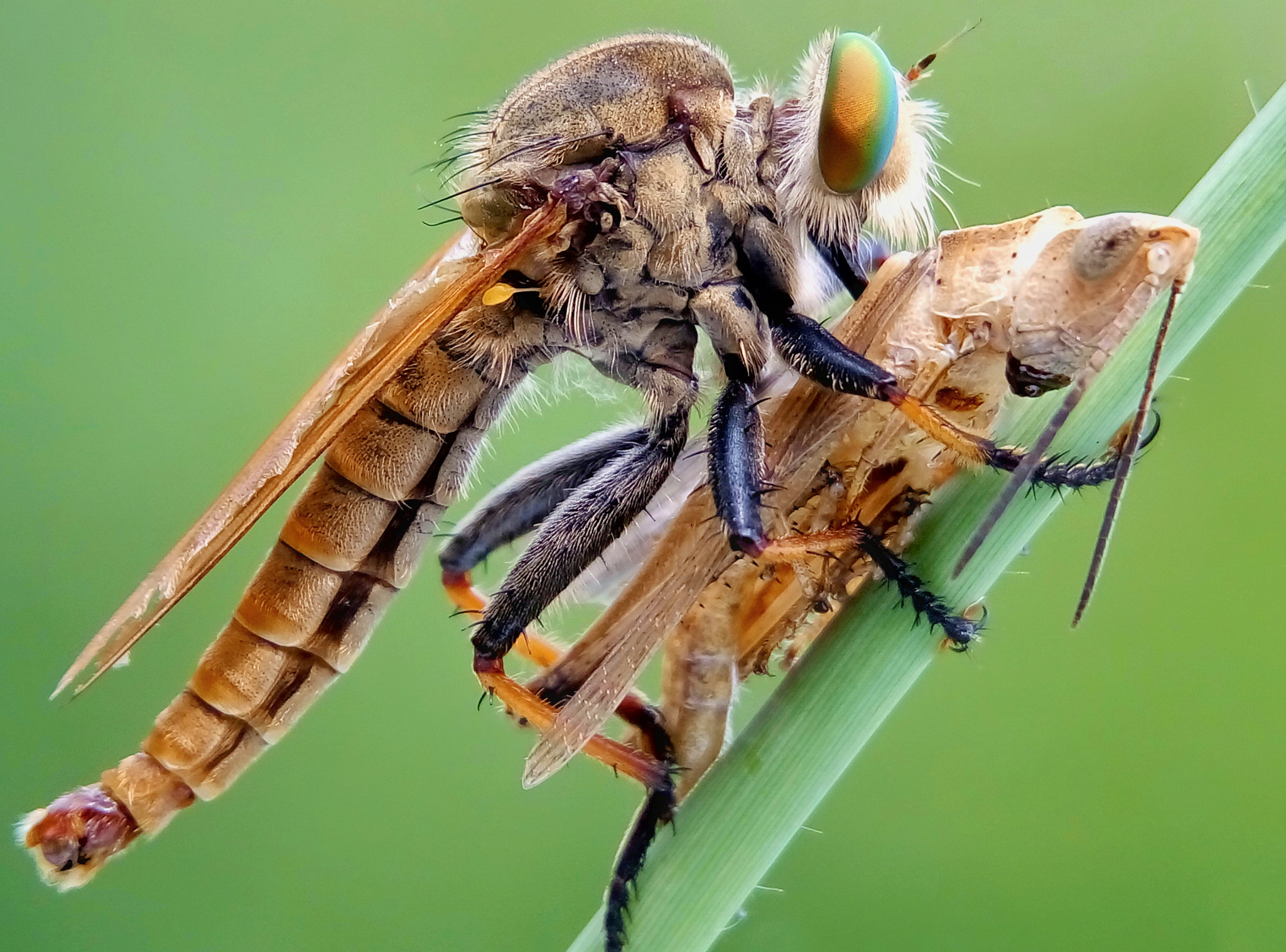 Meizu m2 sample photo. Robber fly photography