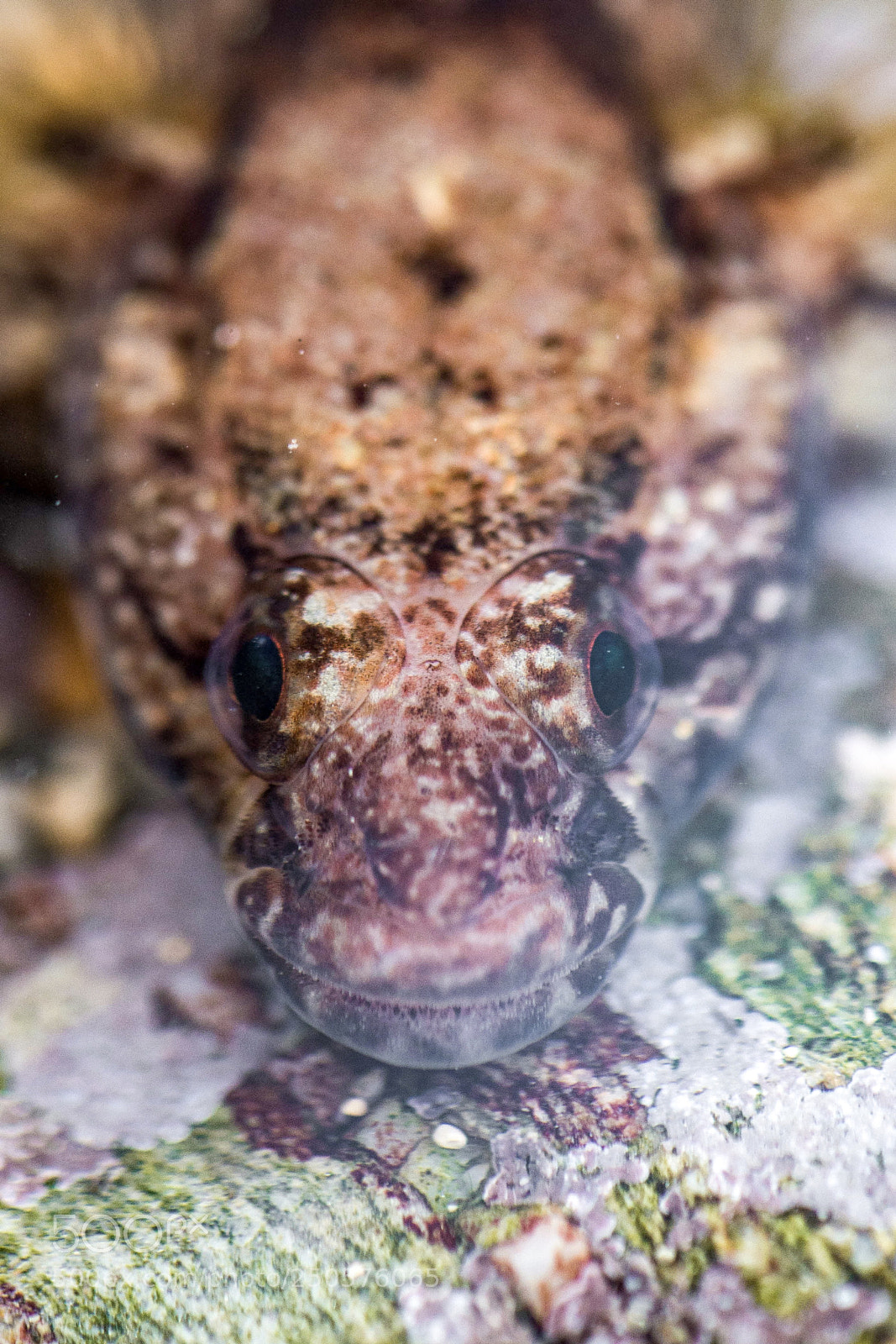 Nikon D610 sample photo. Goby photography
