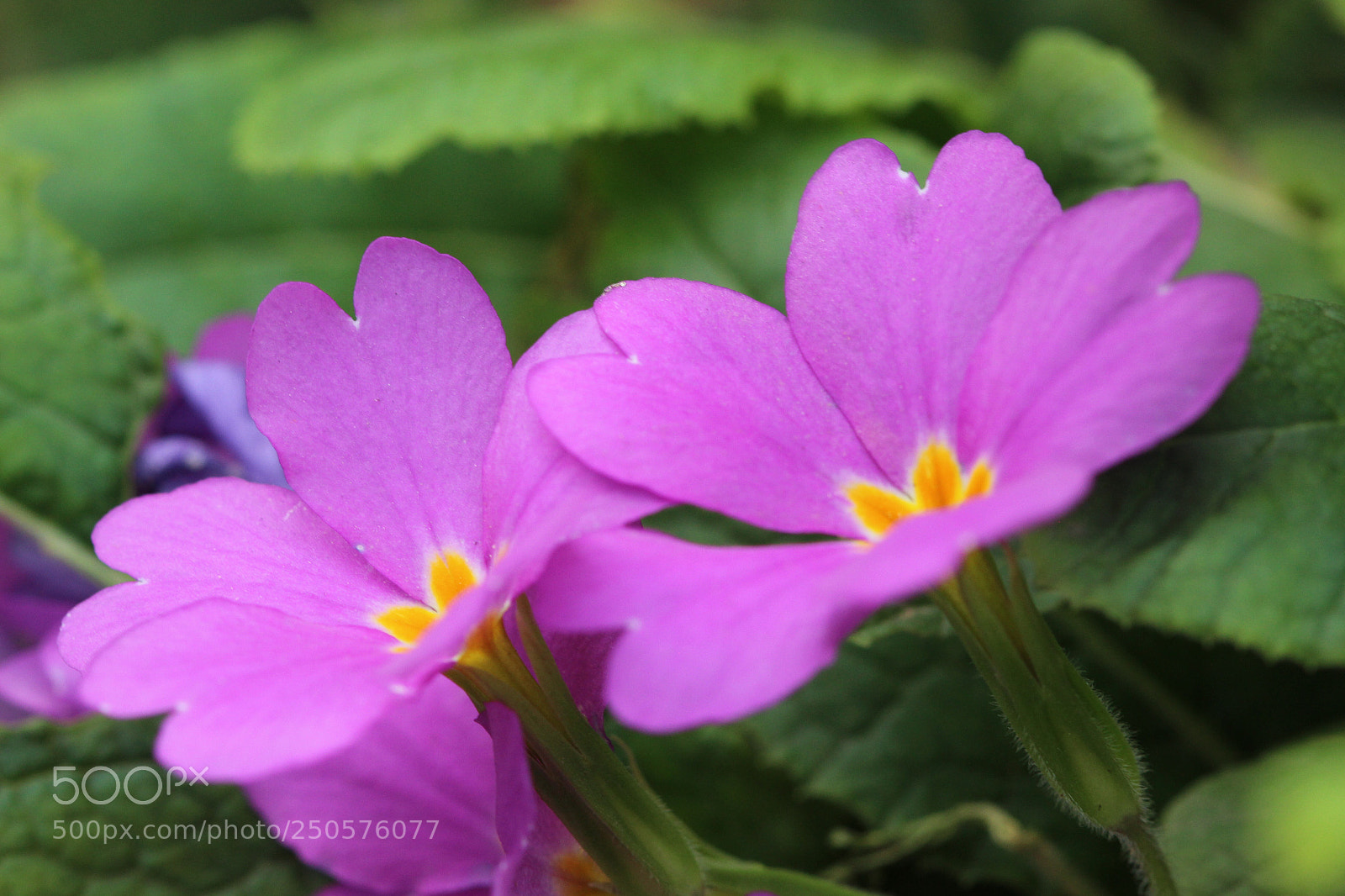 Canon EOS 600D (Rebel EOS T3i / EOS Kiss X5) sample photo. Twins  photography