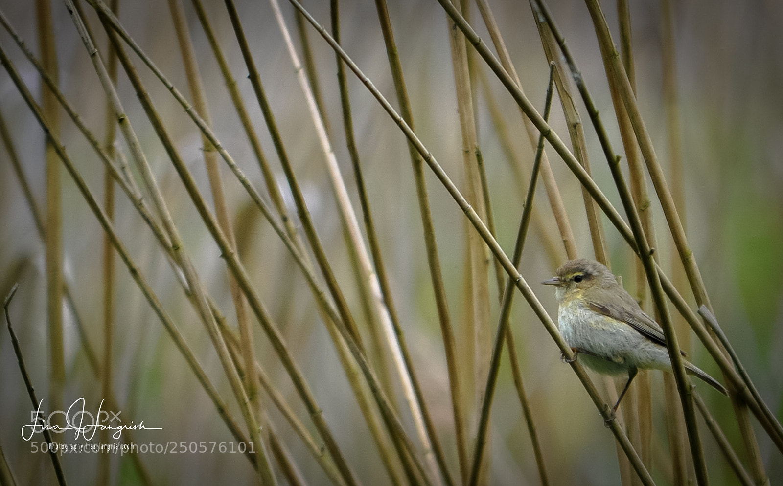 Nikon D5000 sample photo. Reed warbler photography