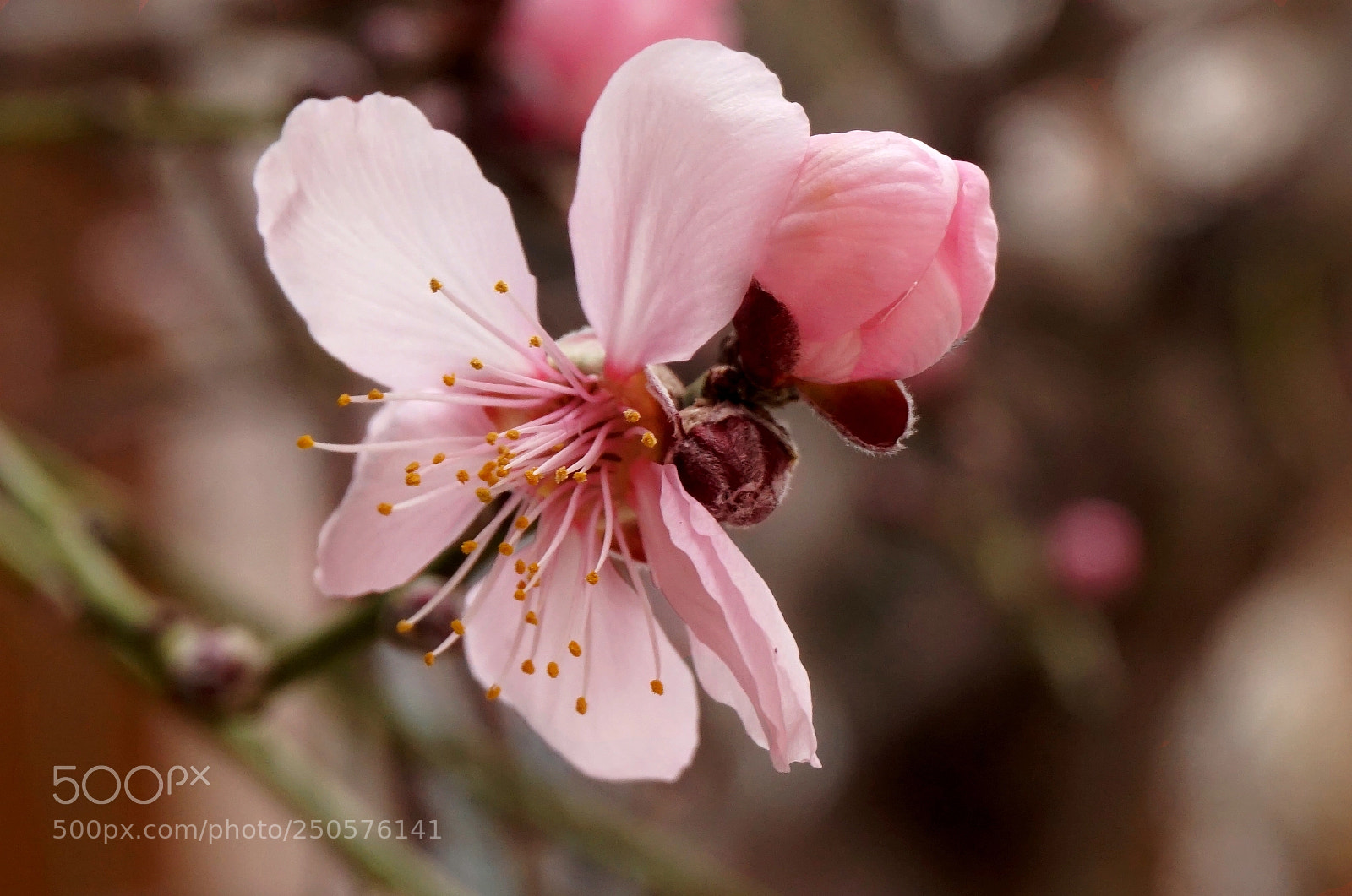 Sony Alpha a5000 (ILCE 5000) sample photo. Flower spring! photography
