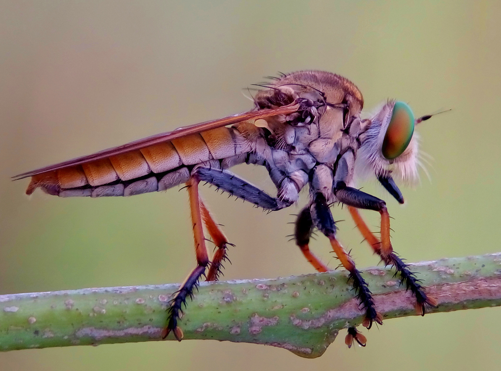 Meizu m2 sample photo. Robber fly photography