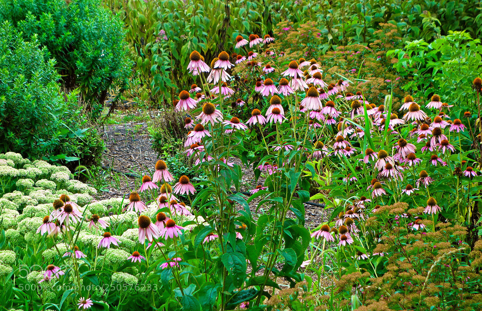 Sony Cyber-shot DSC-RX100 sample photo. Coneflower bounty photography