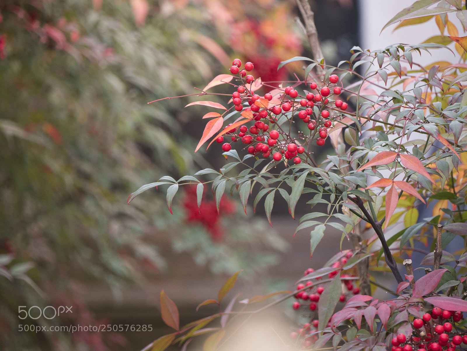 Panasonic Lumix DMC-GX85 (Lumix DMC-GX80 / Lumix DMC-GX7 Mark II) sample photo. Wall photography