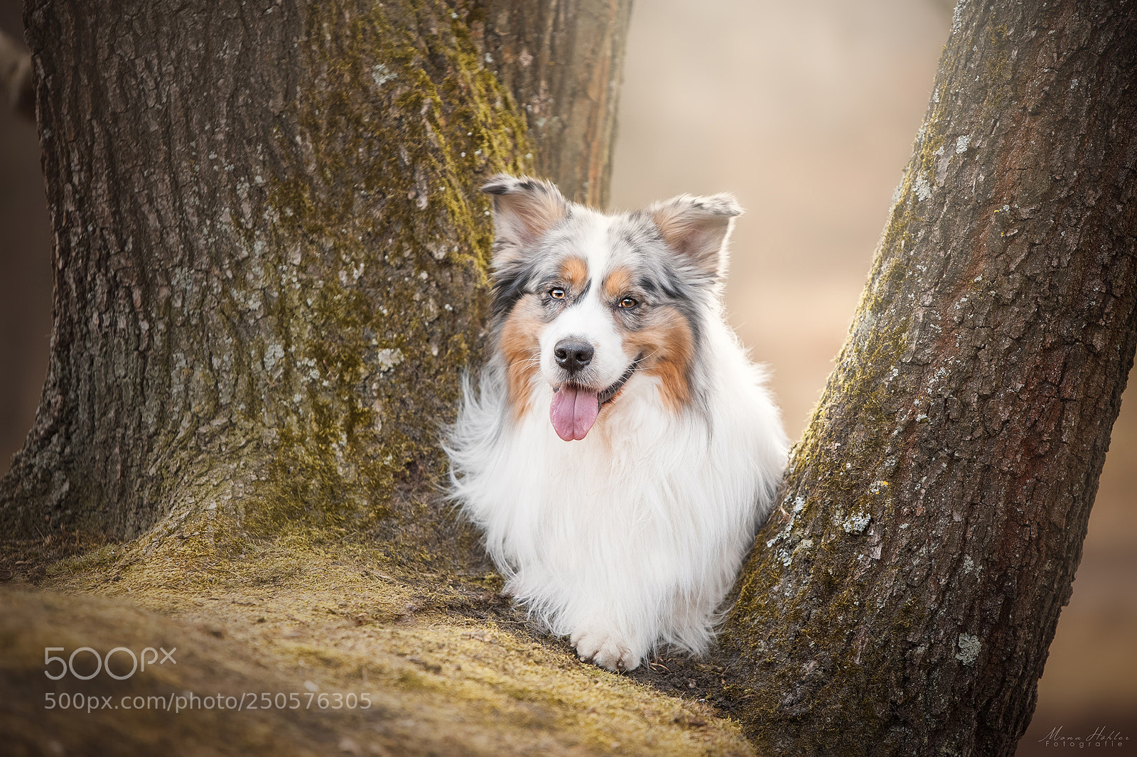 Nikon D3 sample photo. Sammy with magic light photography