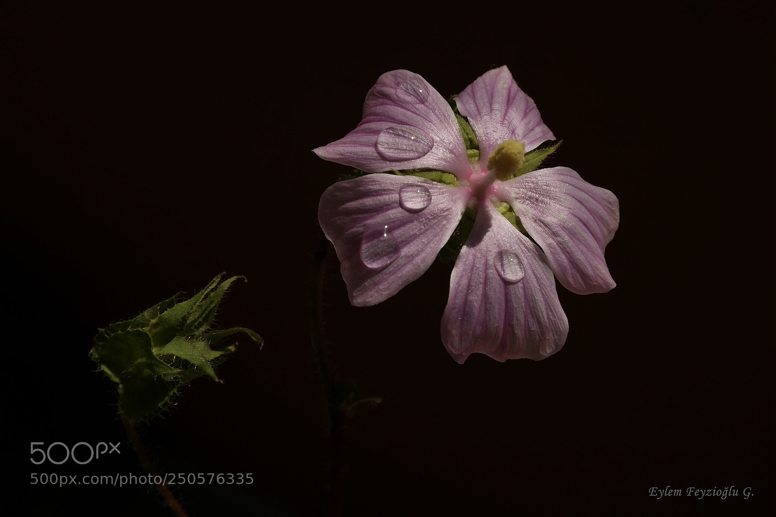 Samsung NX2000 sample photo. Flower photography