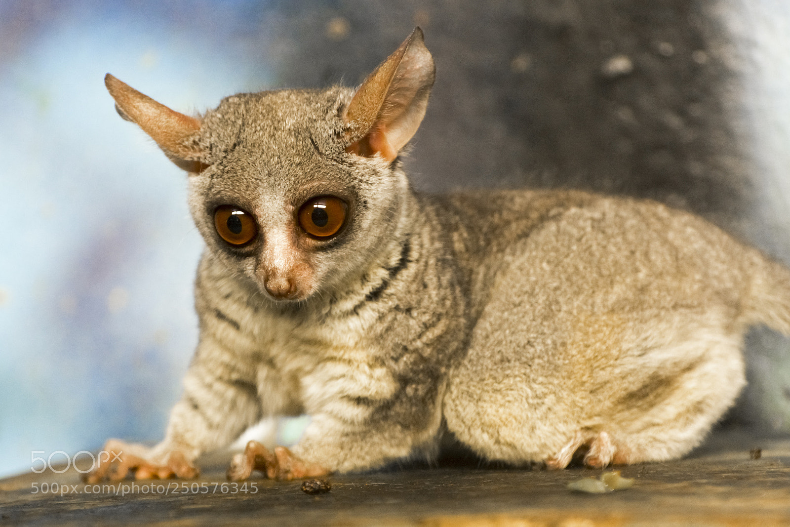 Nikon D7100 sample photo. Bushbaby photography