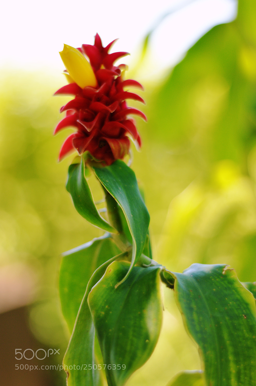 Nikon D3200 sample photo. 555555.jpg photography
