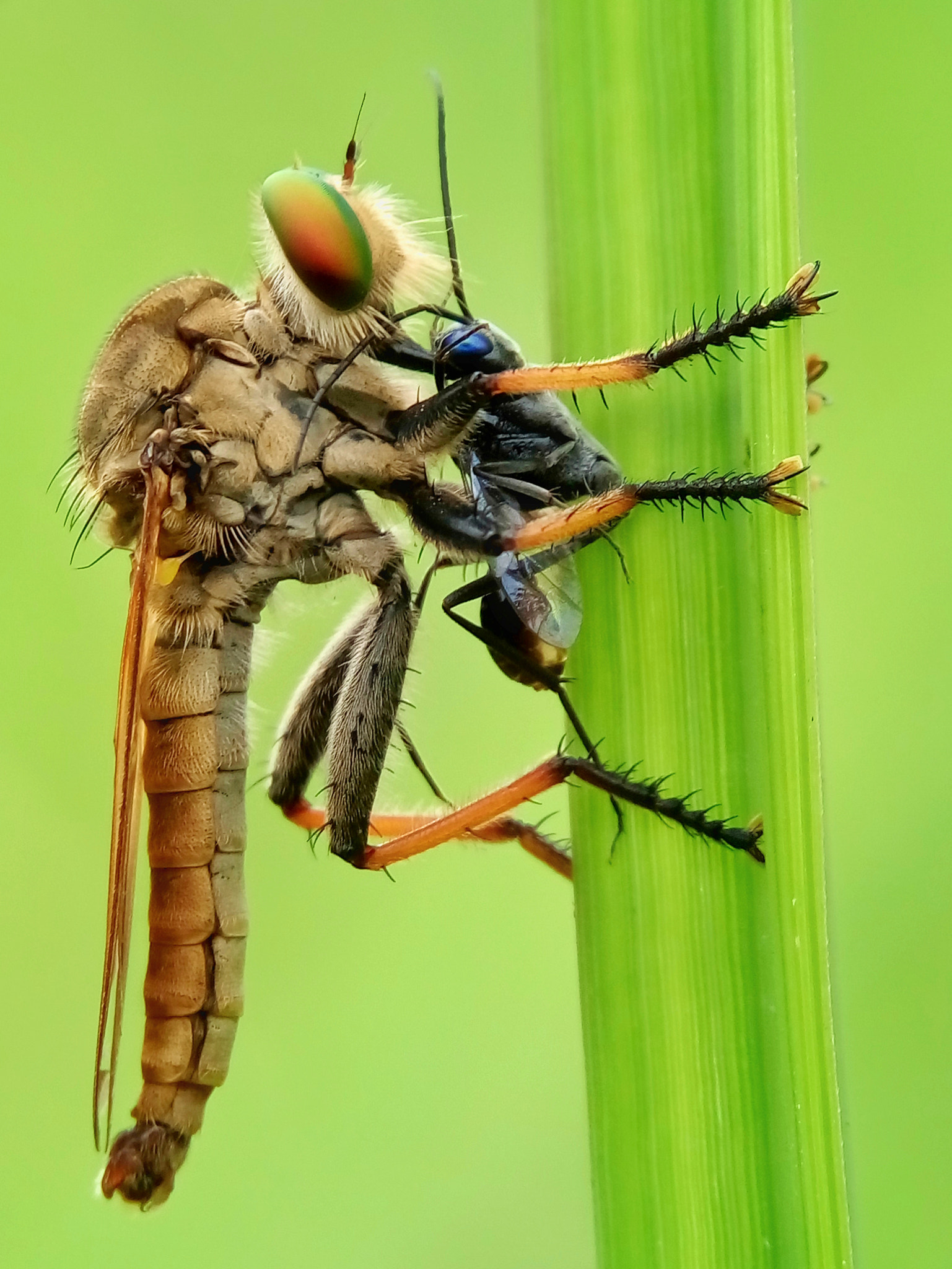 Meizu m2 sample photo. Robber fly photography