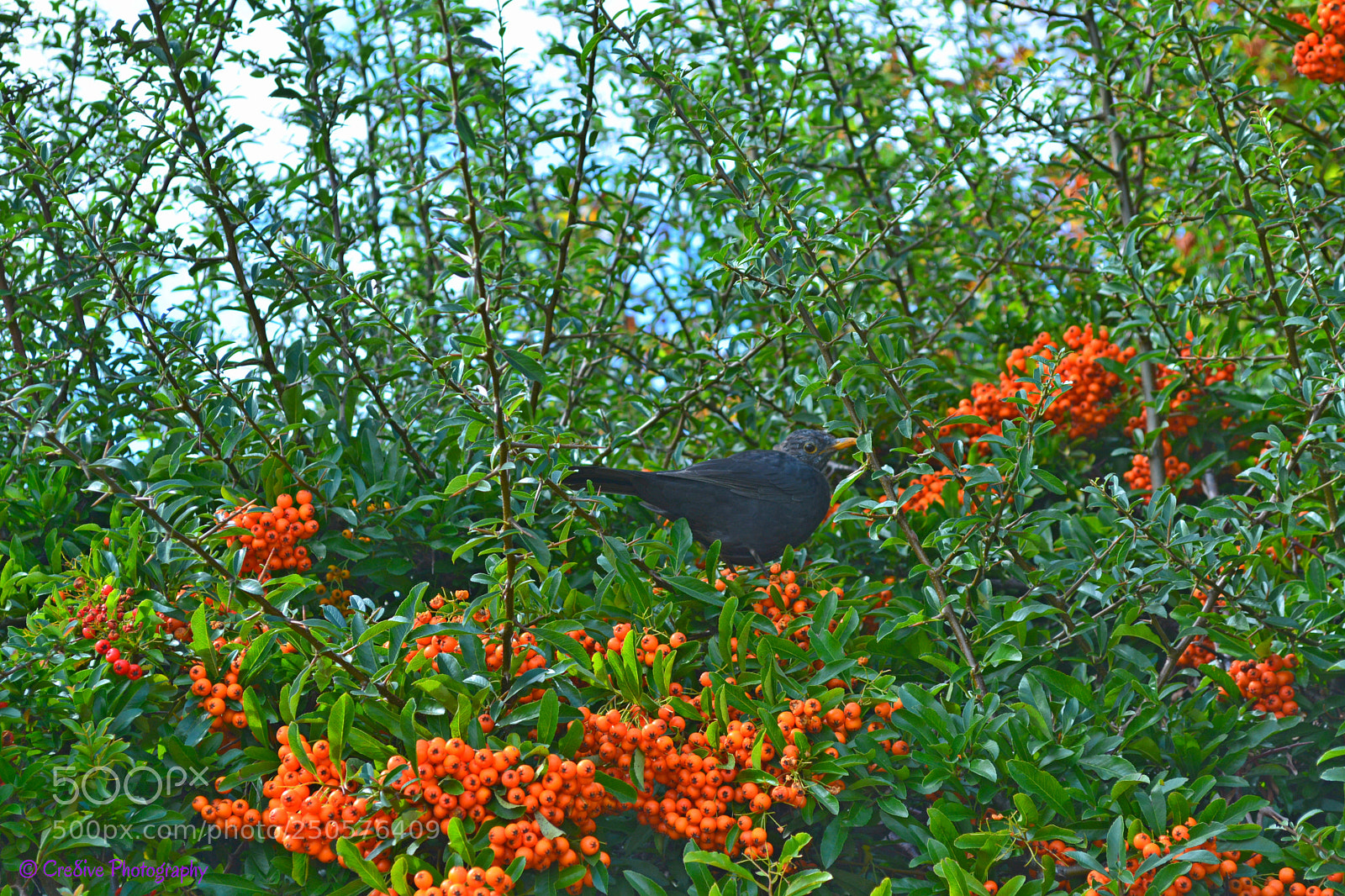 Nikon D5200 sample photo. Common blackbird on mountain-ash photography