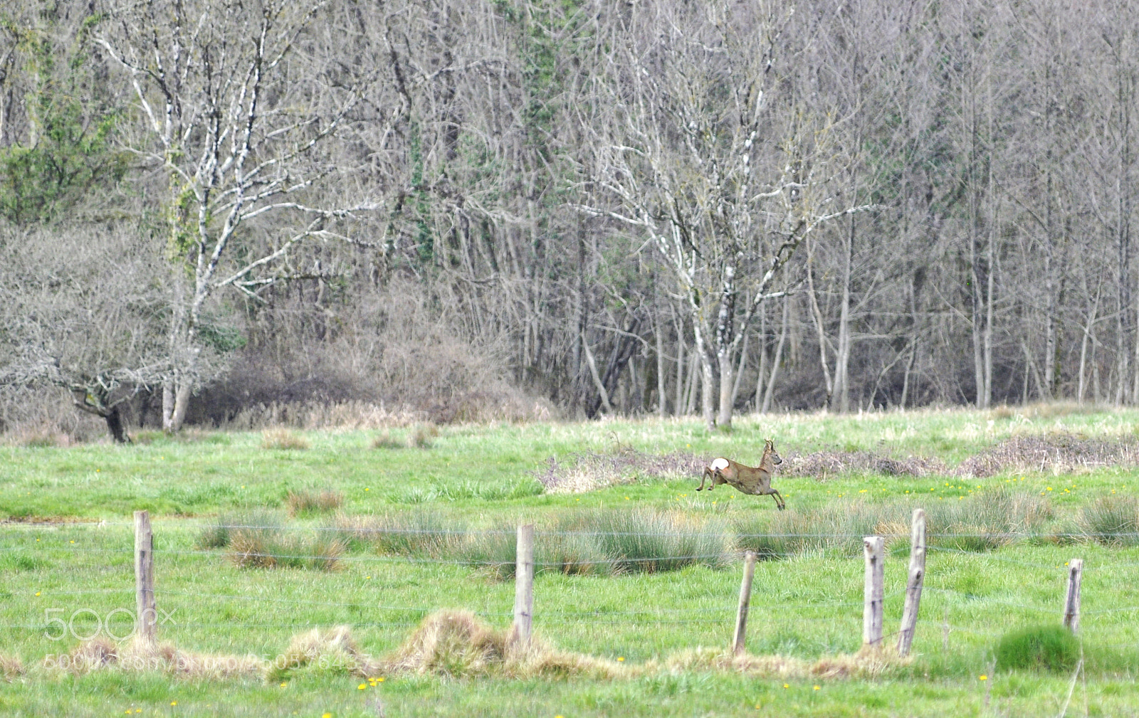 Nikon D90 sample photo. Le saut du chevreuil photography