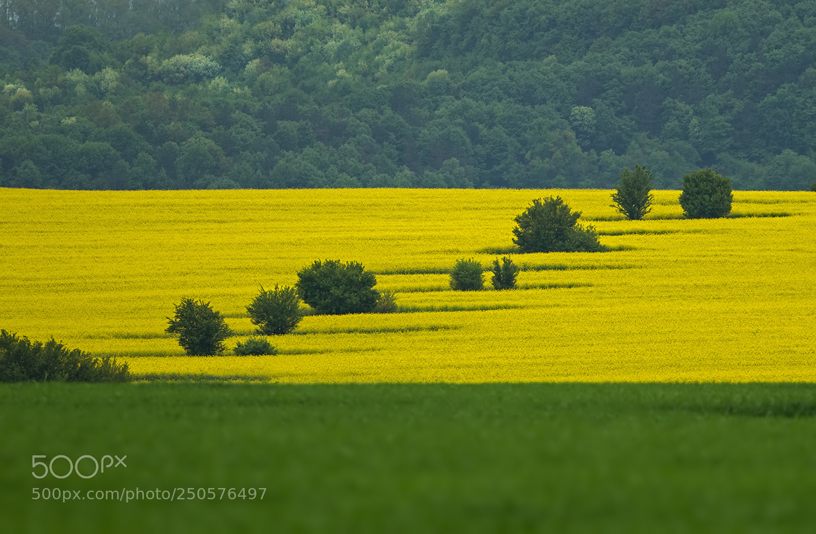 Canon EOS-1D Mark IV sample photo. Spring photography