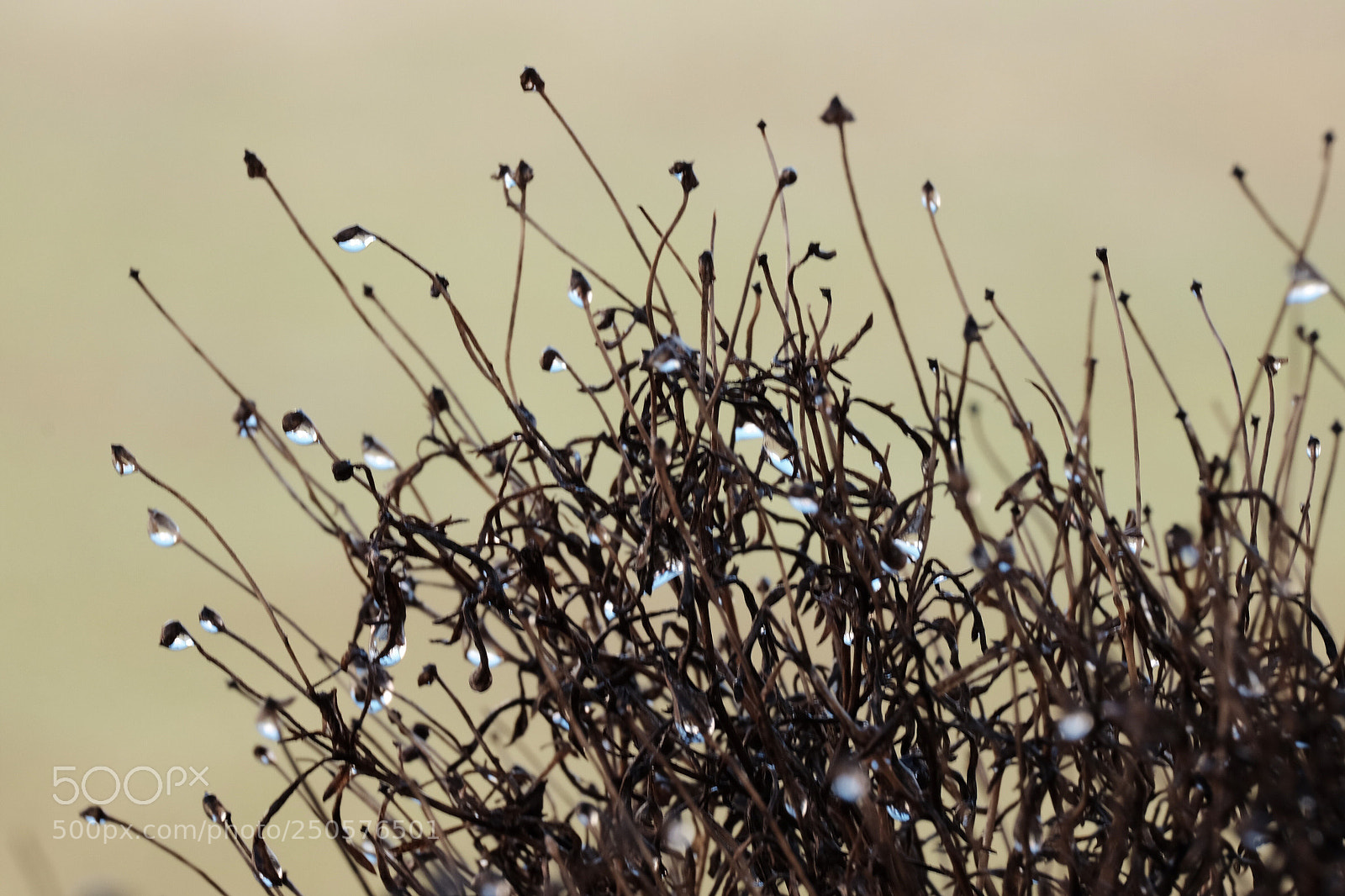 Fujifilm X-T1 sample photo. Waterdrop photography