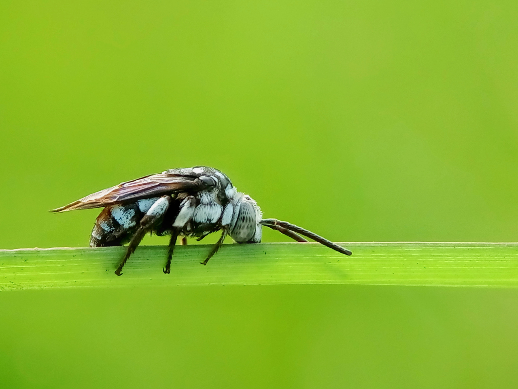Meizu m2 sample photo. Neon chuckoo bee photography