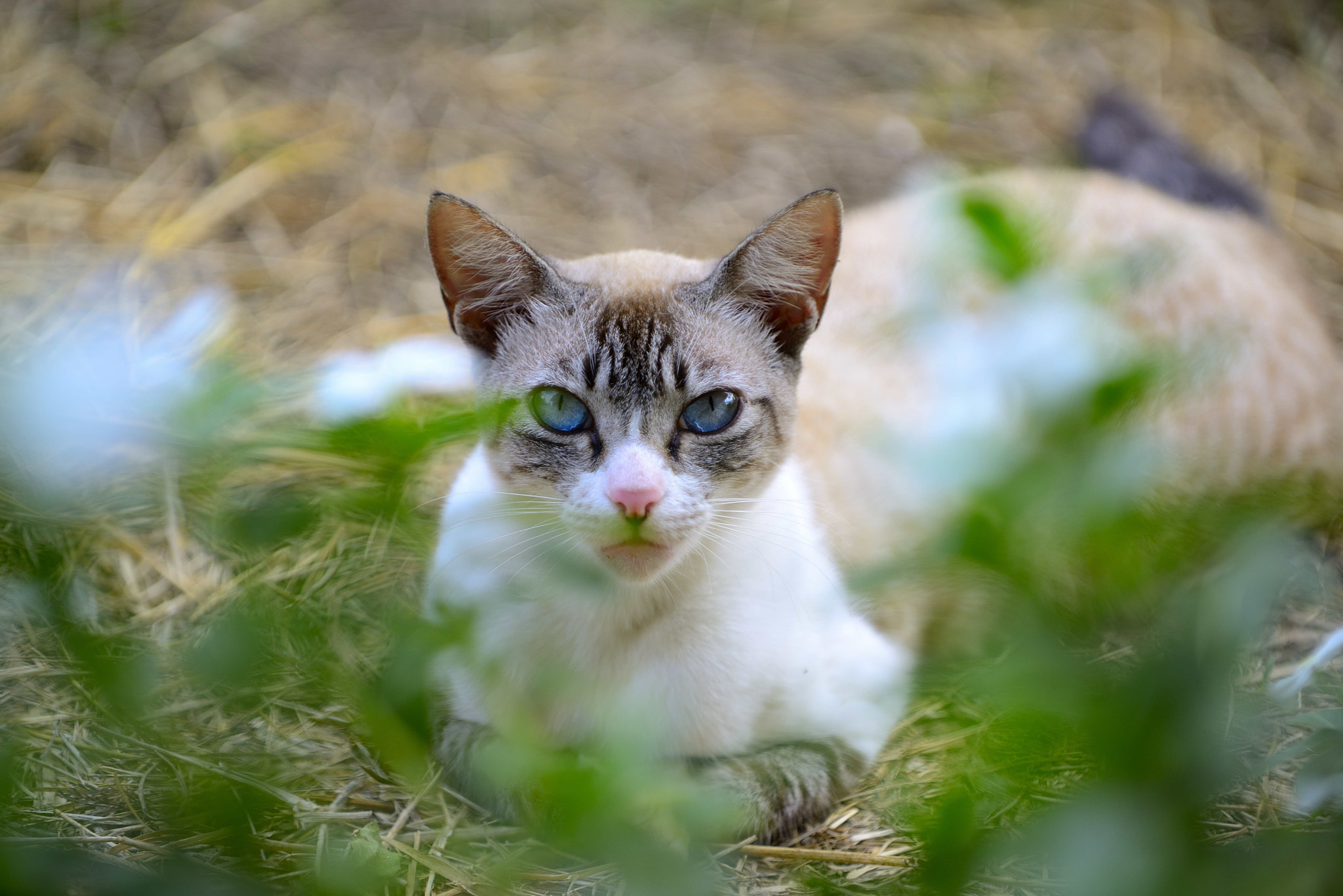 Nikon D800 sample photo. La gatica del encanto... photography