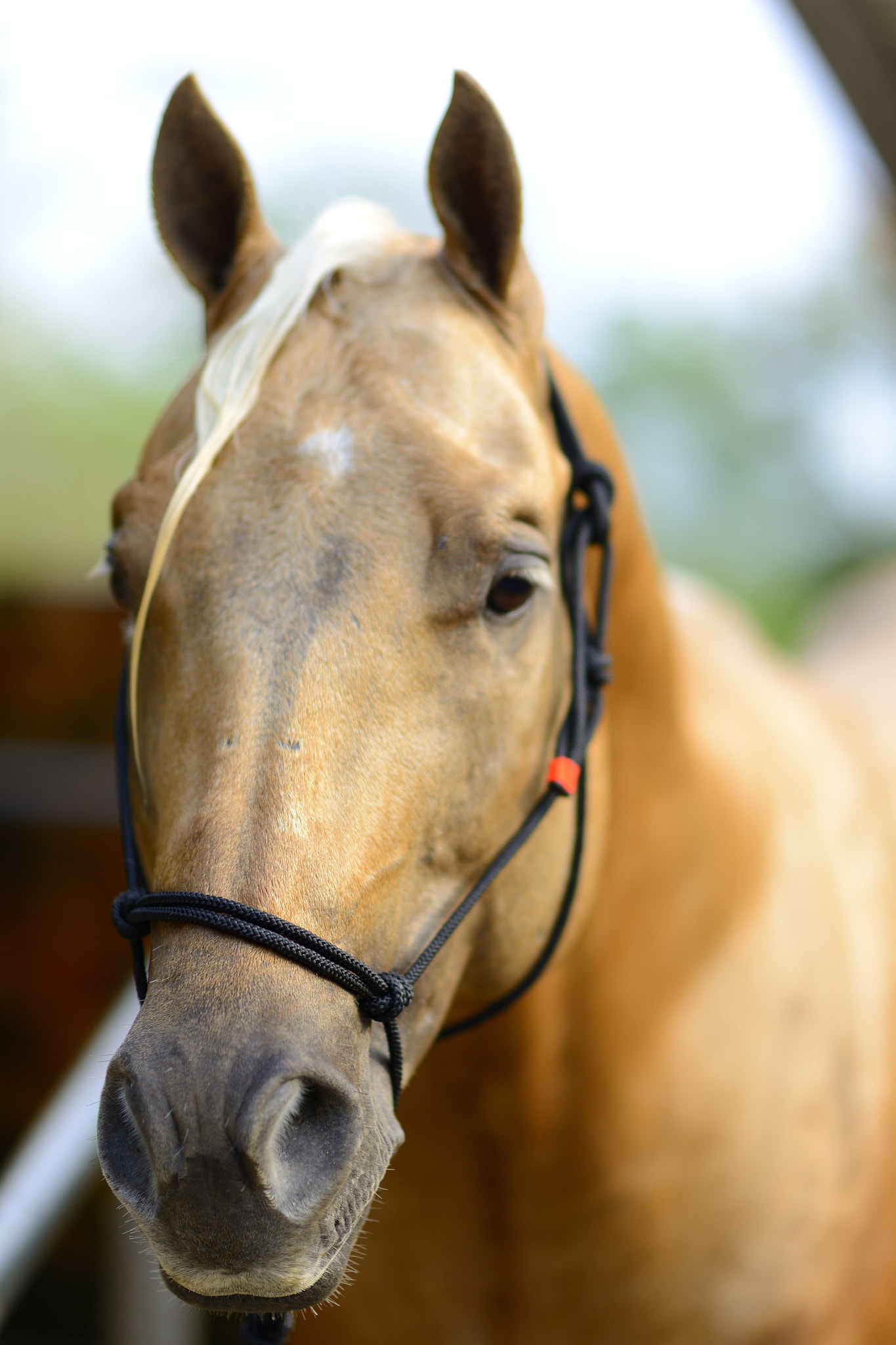 Nikon D800 + Samyang 85mm F1.4 Aspherical IF sample photo. El caballo de marianso... photography